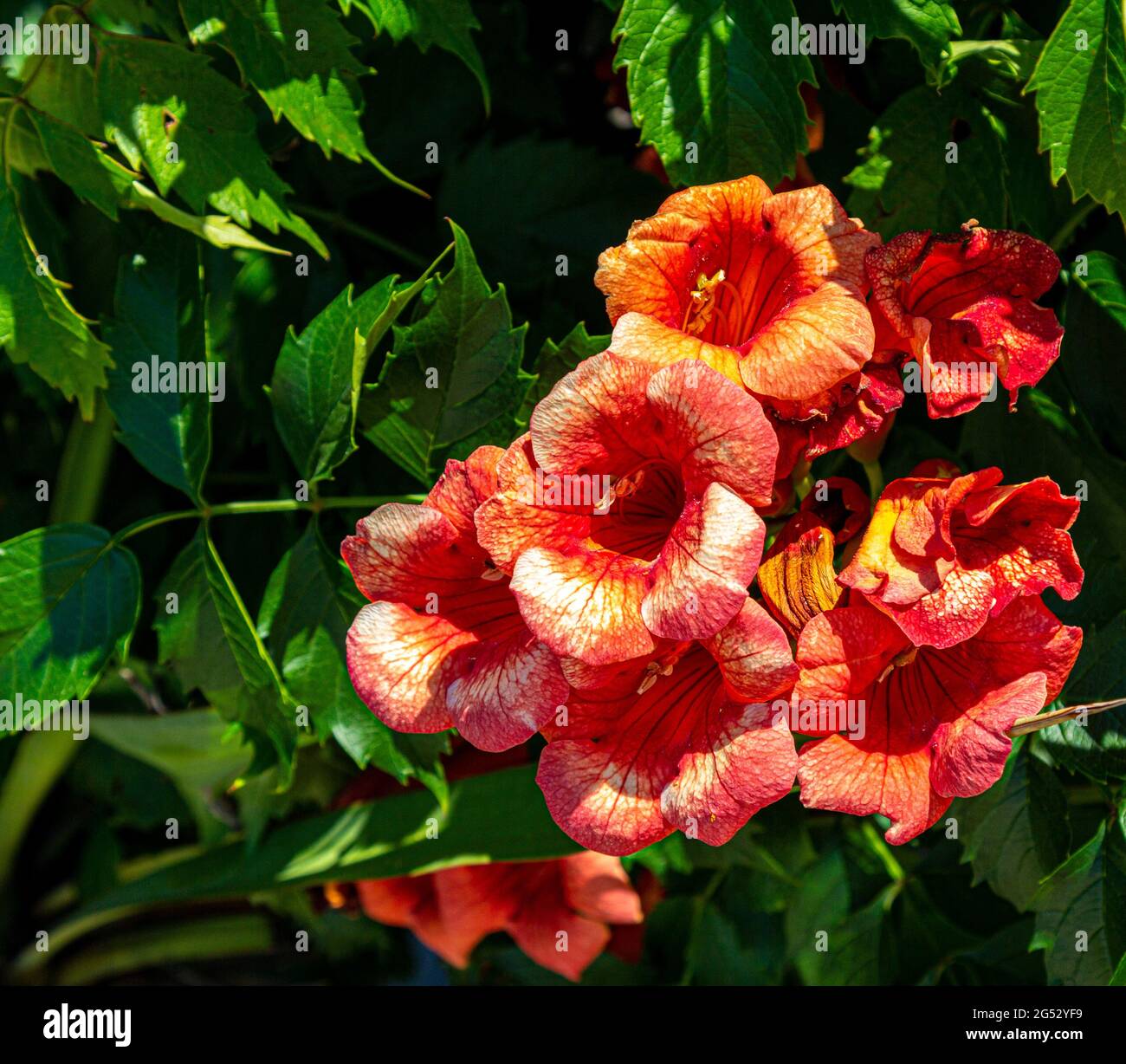 Fleurs sur un arbre. Un arbre en fleur. Fleurs d'orange sur un arbre. Banque D'Images