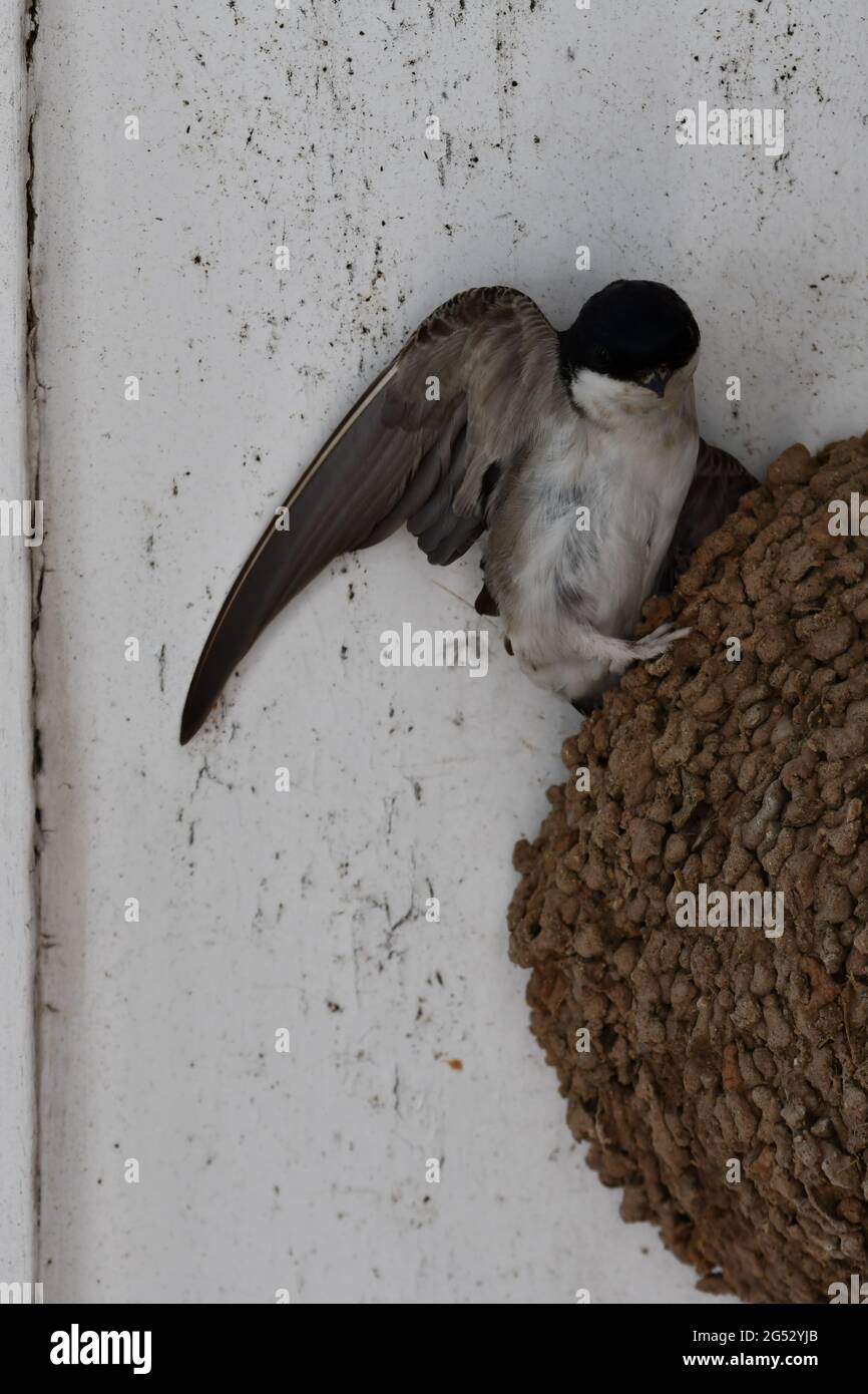 Maison Martin, Swallow laissant son nid Banque D'Images