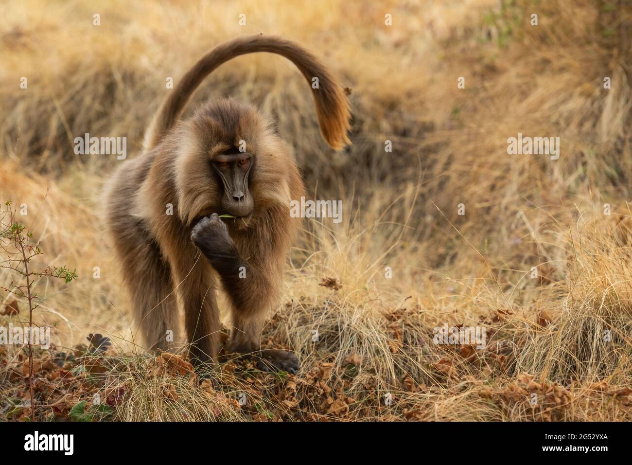 Gelada Baboon - Theropithecus gelada, beau primat de terrain des montagnes Simien, Ethiopie. Banque D'Images