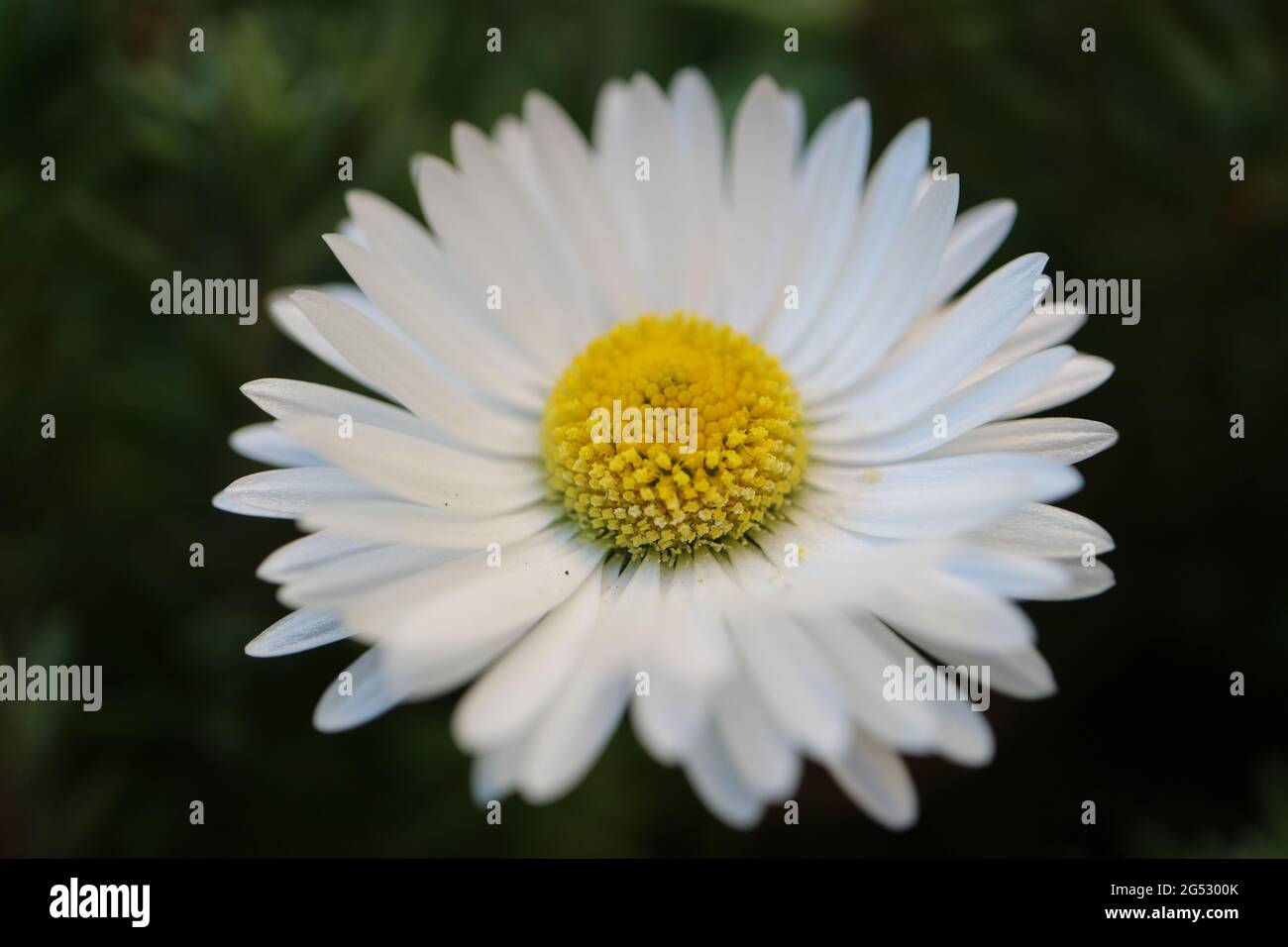 Pâquerette blanche commune avec des étamines jaunes et des feuilles vertes, Marguerite printanière dans le jardin, tête de fleur macro, beauté dans la nature, photo florale, photo macro Banque D'Images