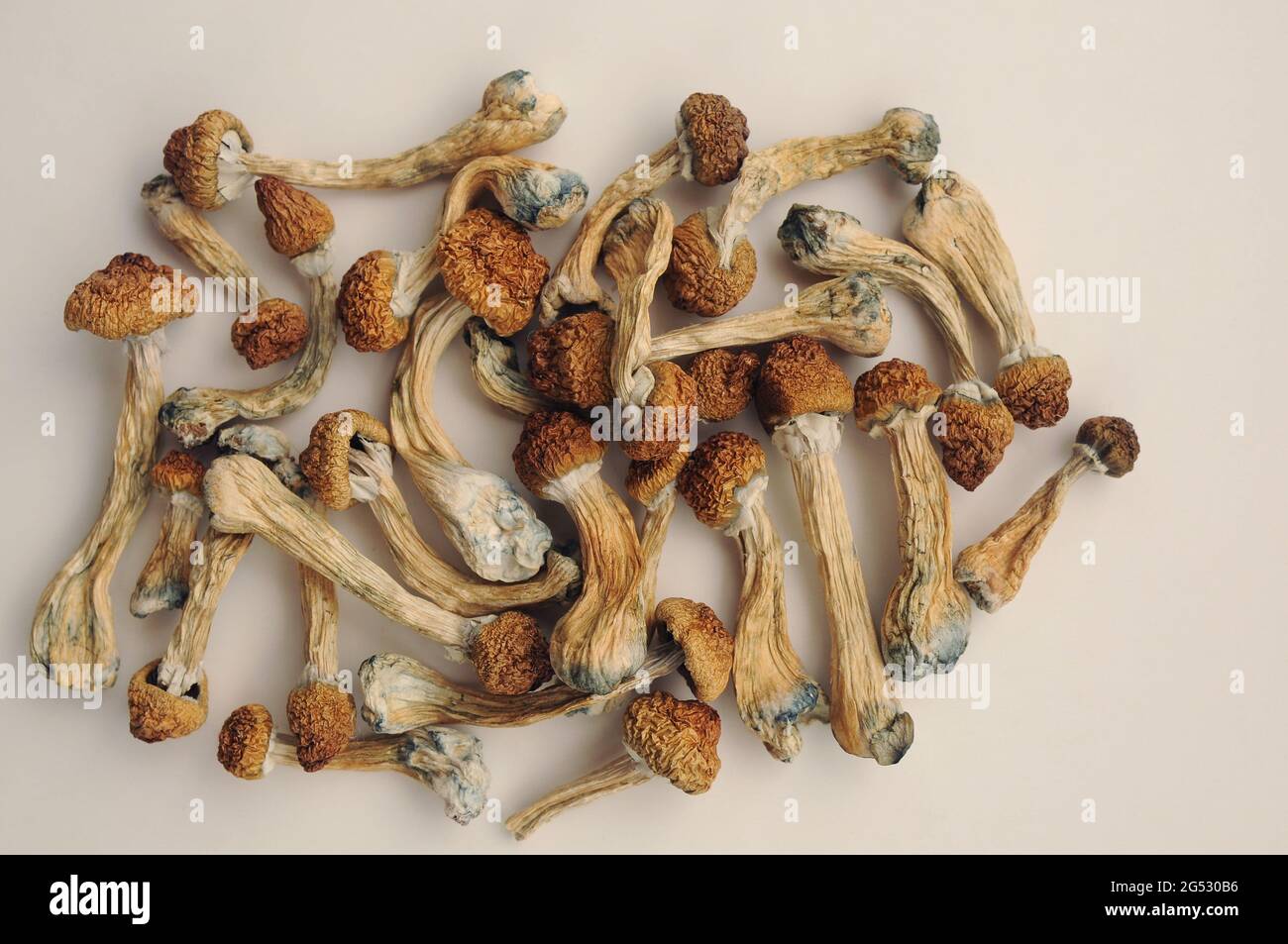 Pile de champignons Psilocybe Cubensis sur fond blanc. Psilocybin psychédélique magie champignons Golden enseignant. Vue de dessus, plan d'appartement. Con. De micro-dosage Banque D'Images