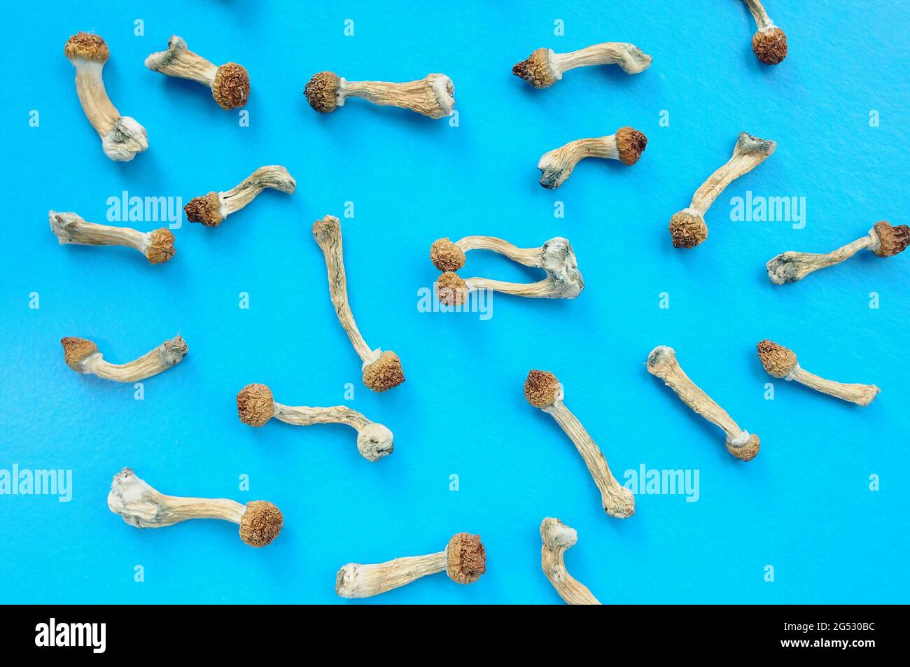 Patron de psilocybe cubensis séché sur fond bleu, plat. Champignons psilocybine en groupe. Magic shrooms Golden Teacher, expérience spirituelle. Banque D'Images