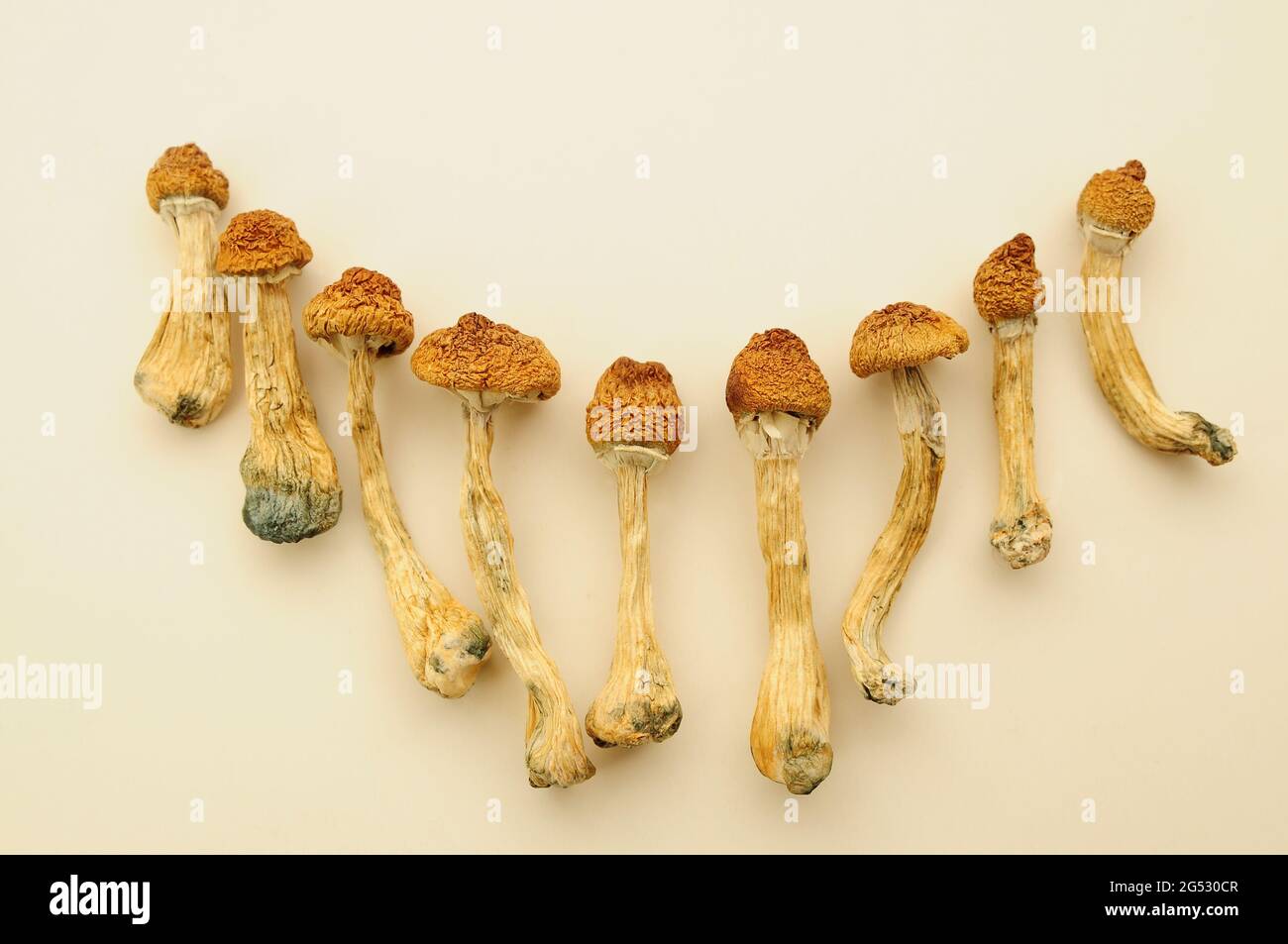 Patron de psilocybe cubensis séché sur fond blanc, plat. Champignons psilocybine isolés en groupe. Magic shrooms Golden Teacher, exp spirituel Banque D'Images