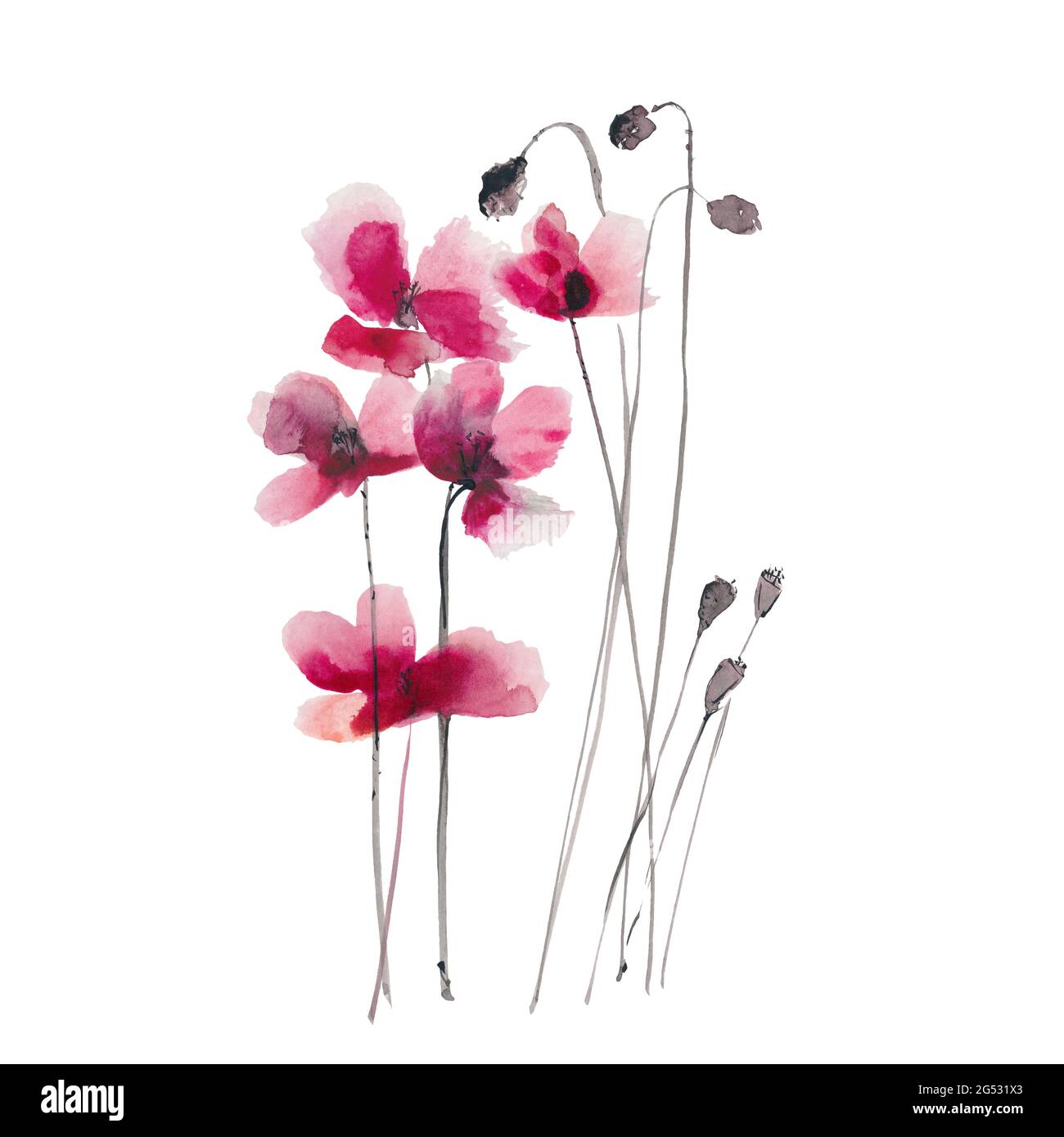 Illustration de l'encre et de l'aquarelle dessinées à la main : fleurs et bourgeons rouges sur fond blanc Banque D'Images