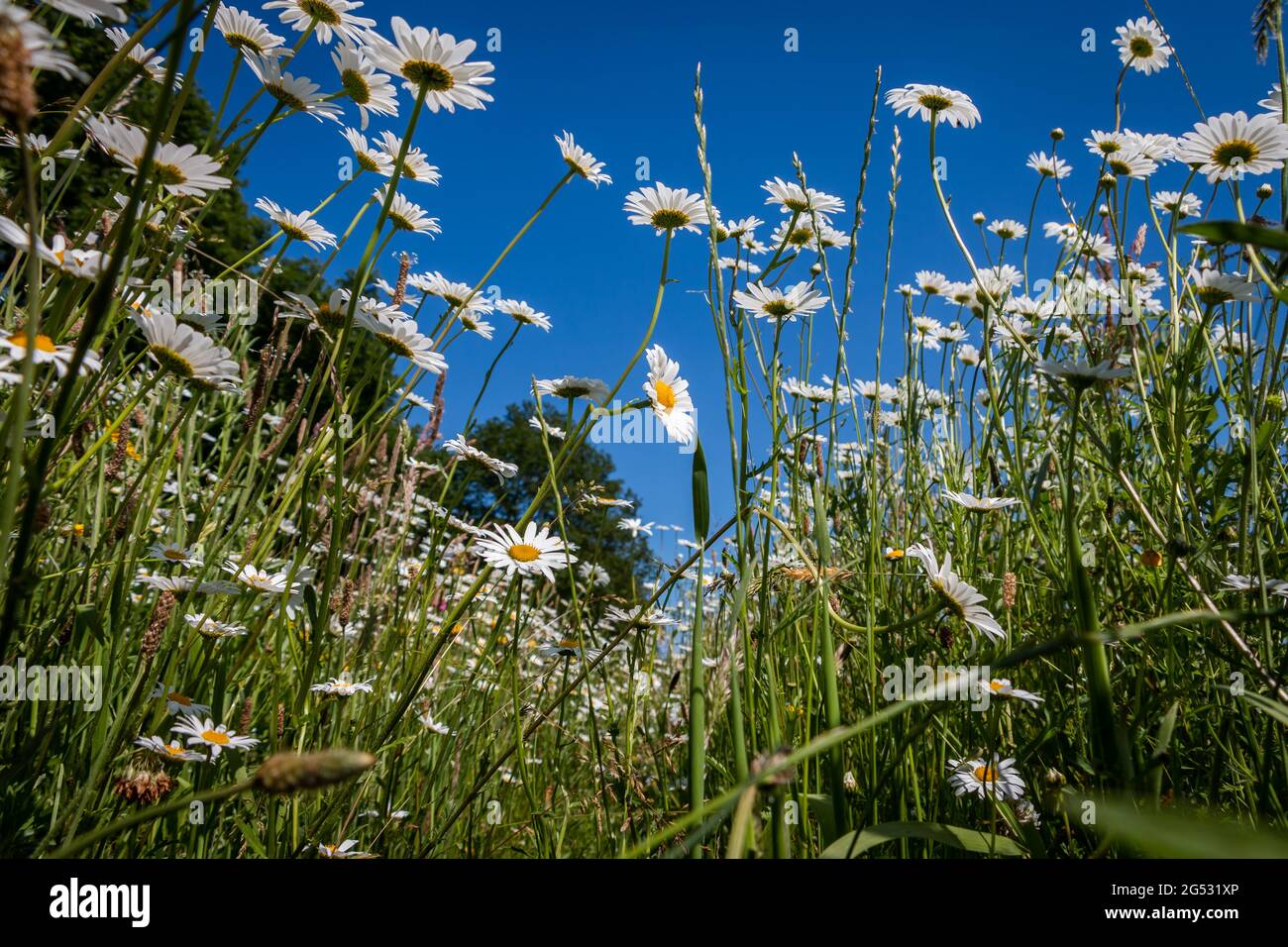 Belles belles pâquerettes blanches dans le champ, près de la réglisse Zuidwolde, province de Drenthe, pays-Bas Banque D'Images