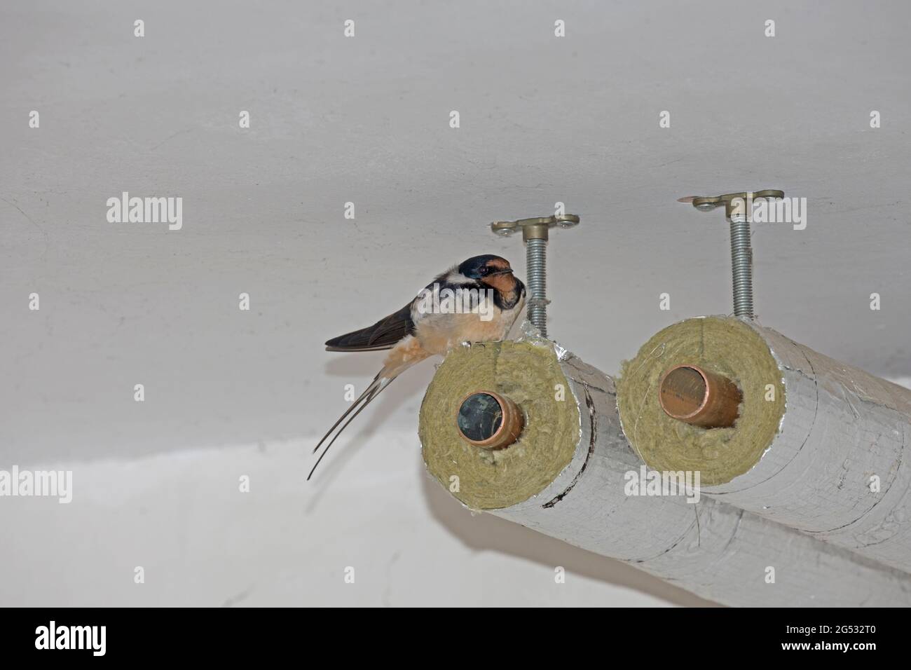 Hirondelle Hirundo rustica mâle perchée sur des tuyaux de chauffage protégeant la femelle sur le nid UK Banque D'Images