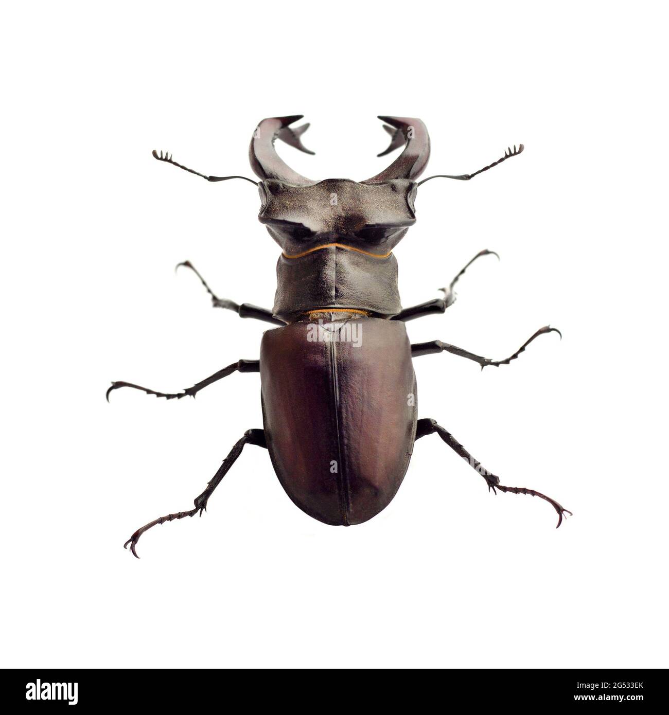 Gros plan du stag-scarabée (Lucanus cervus) isolé sur fond blanc Banque D'Images