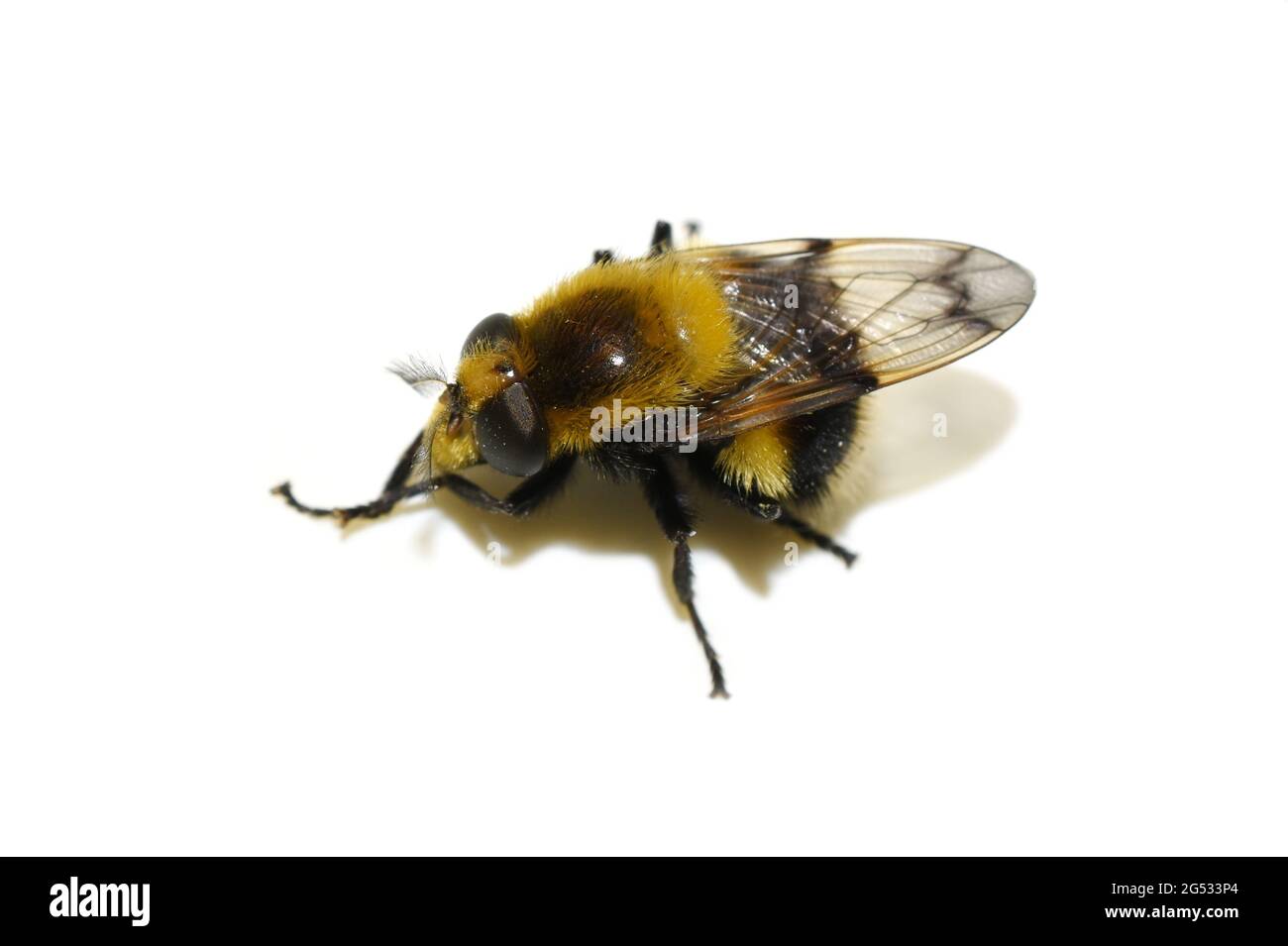 Volucella bombylans bumblebee plumehorn fourrure bumblebee-imitant planer planer var plumata isolé sur fond blanc Banque D'Images