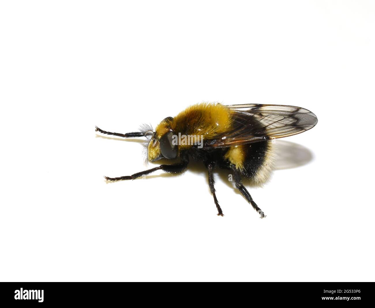 Volucella bombylans bumblebee plumehorn fourrure bumblebee-imitant planer planer var plumata isolé sur fond blanc Banque D'Images