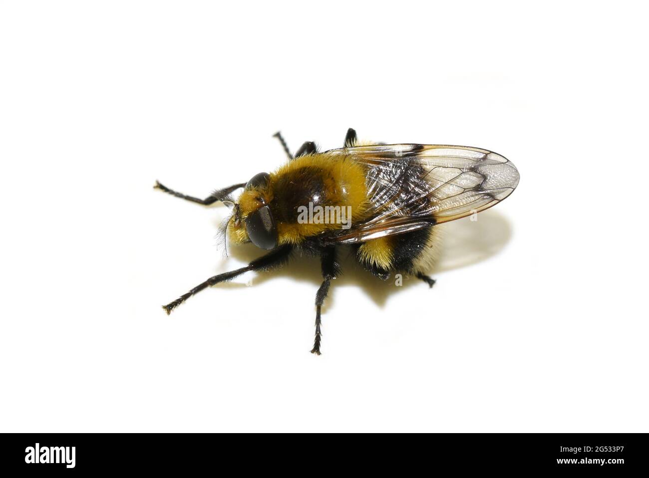 Volucella bombylans bumblebee plumehorn fourrure bumblebee-imitant planer planer var plumata isolé sur fond blanc Banque D'Images