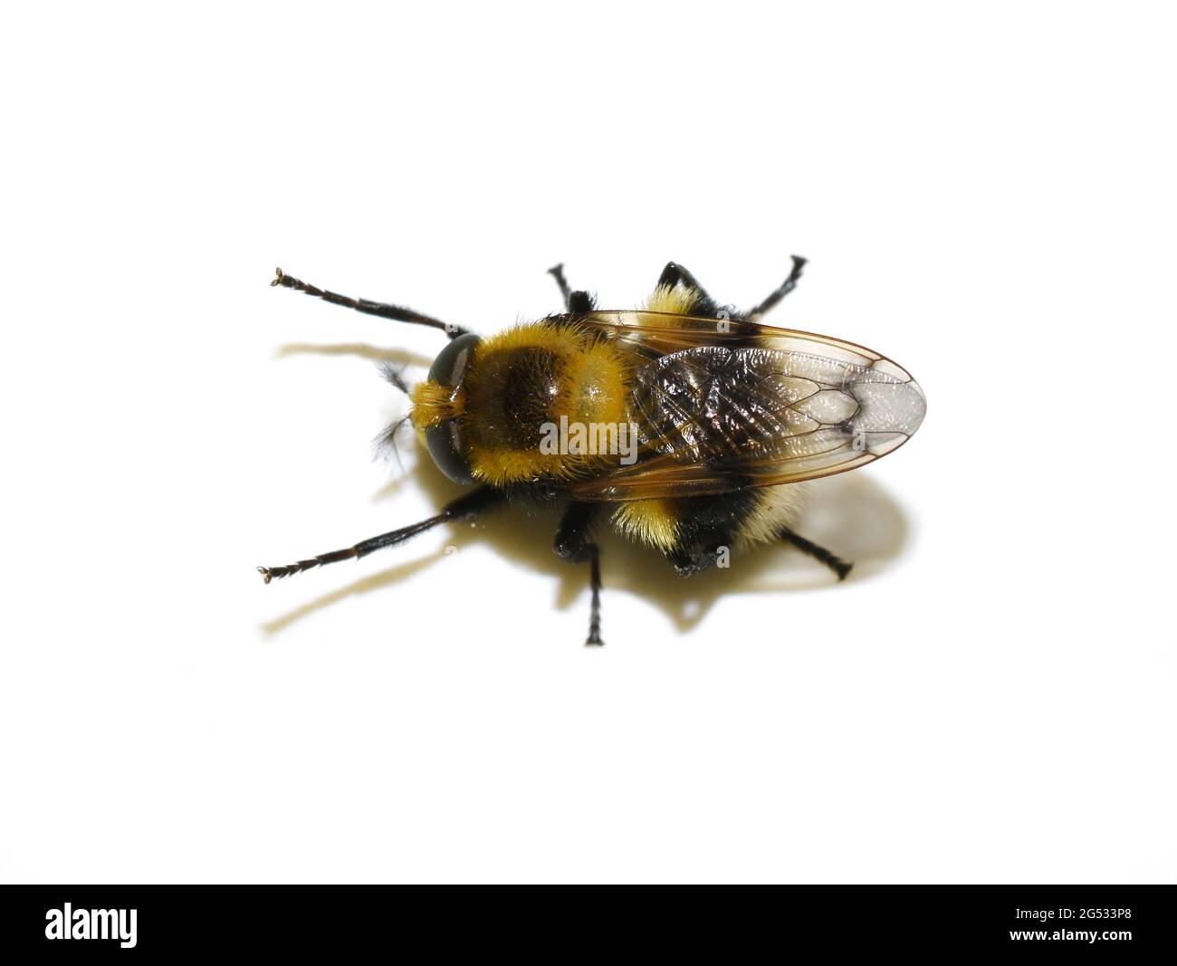 Volucella bombylans bumblebee plumehorn fourrure bumblebee-imitant planer planer var plumata isolé sur fond blanc Banque D'Images