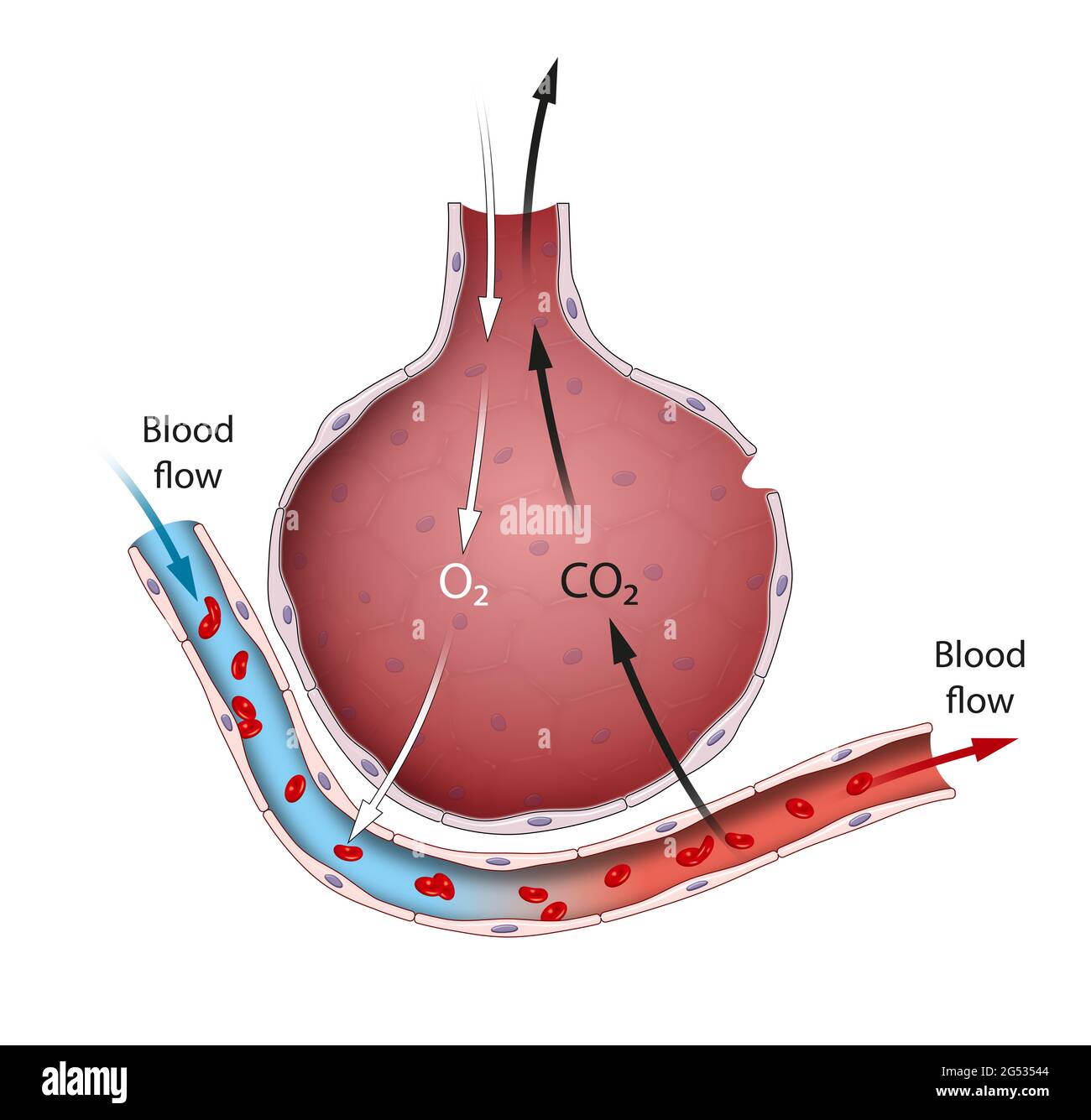 Les alvéoles sont une partie importante du système respiratoire dont la fonction est d'échanger des molécules d'oxygène et de dioxyde de carbone vers et depuis le sang Banque D'Images