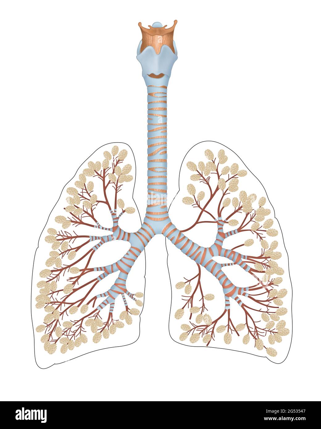 Alvéoles dans les poumons. Un alvéole pulmonaire est une cavité creuse en forme de coupelle qui se trouve dans le parenchyme pulmonaire où se produit l'échange gazeux. Banque D'Images