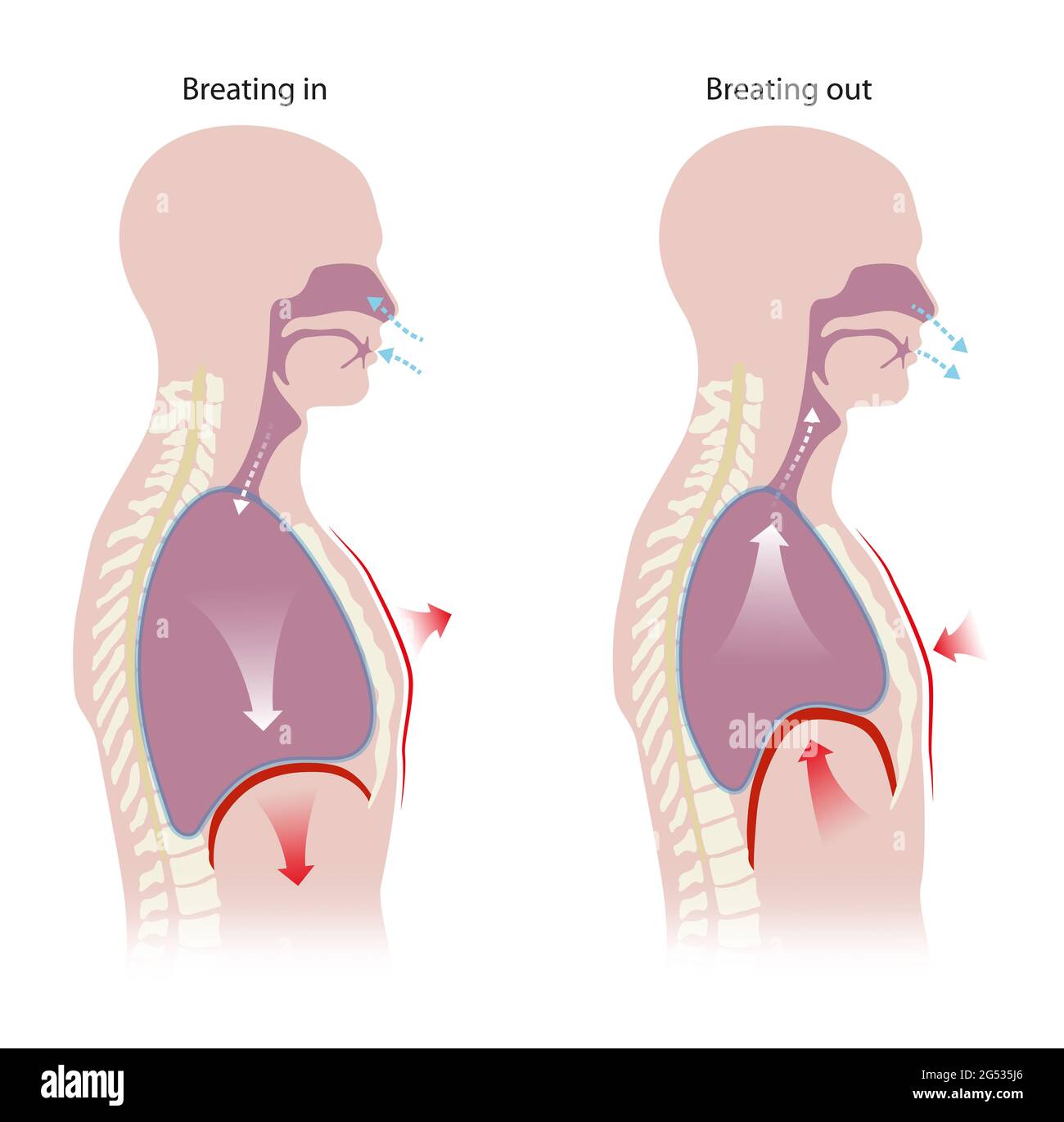 Respiration humaine (inhalation et exhalation) Banque D'Images