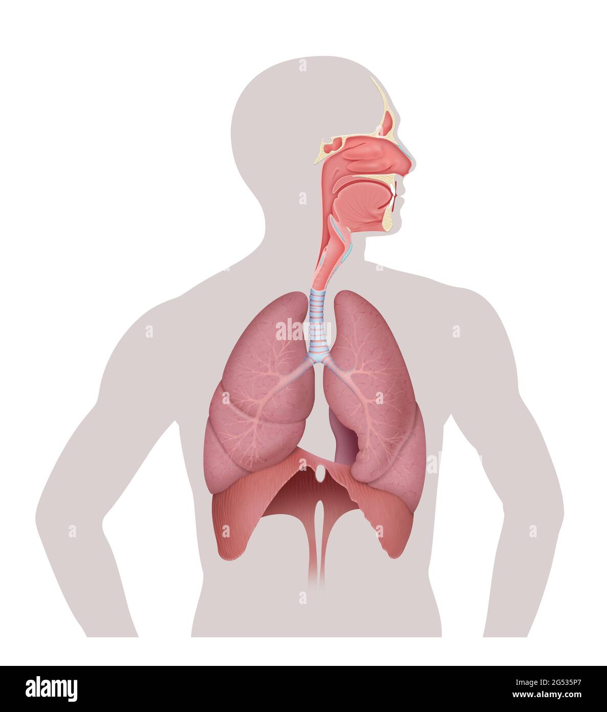 Système respiratoire humain. Poumon et diaphragme Banque D'Images