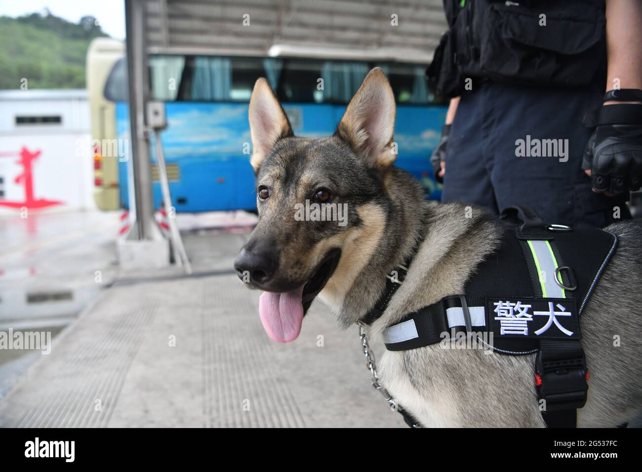 Xishuangbanna, Chine. 25 juin 2021. Le chien de détection de drogue du Yunnan 'ouragan' a craqué un cas de drogue avec la police de drogue à Xishuangbanna, Yunnan, Chine le 25 juin 2021.(photo par TPG/cnspotos) crédit: TopPhoto/Alamy Live News Banque D'Images