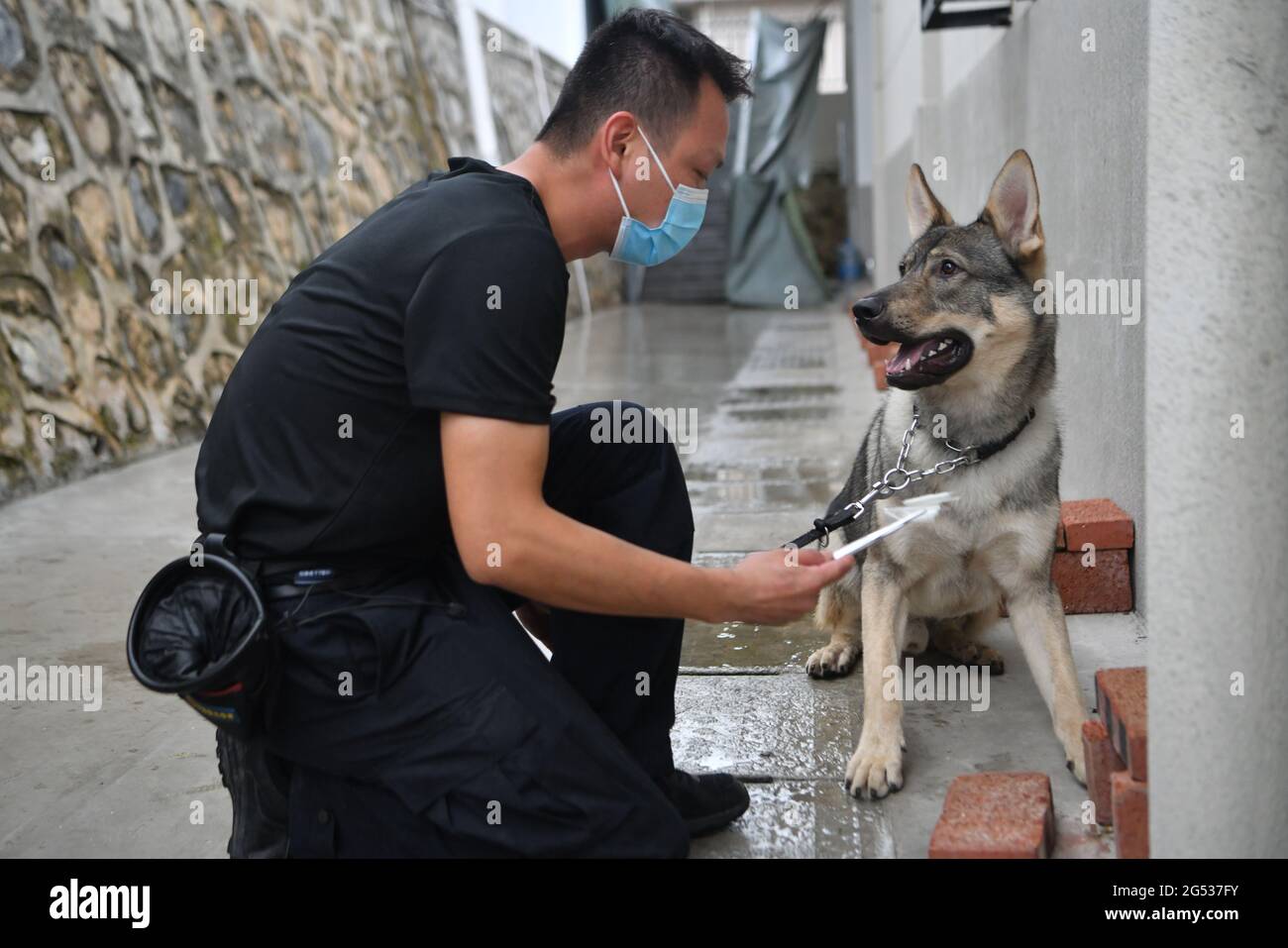 Xishuangbanna, Chine. 25 juin 2021. Le chien de détection de drogue du Yunnan 'ouragan' a craqué un cas de drogue avec la police de drogue à Xishuangbanna, Yunnan, Chine le 25 juin 2021.(photo par TPG/cnspotos) crédit: TopPhoto/Alamy Live News Banque D'Images