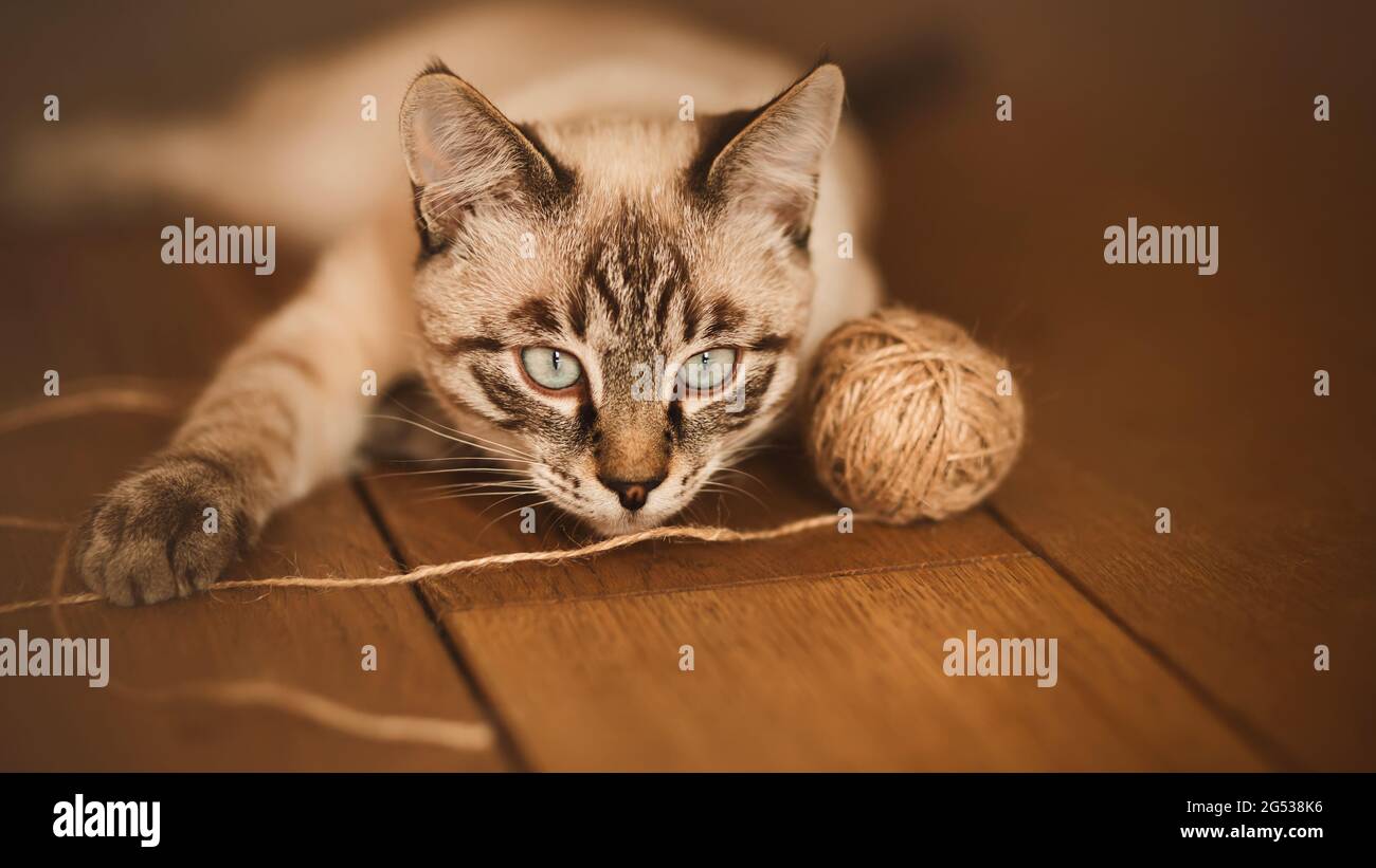 Un mignon tabby thaï chaton est couché à la maison sur le plancher de bois et joue avec une boule de corde de laine. Un animal de compagnie et des jouets. Banque D'Images
