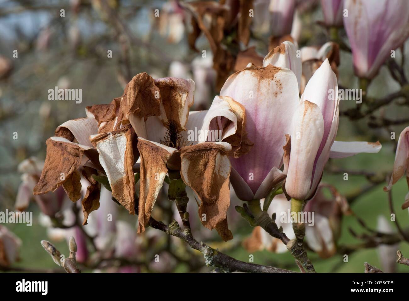 Dégâts importants par le froid, brûlure aux fleurs chinoises ou soucoupe magnolia (Magnolia x soulangeana) après un gel tardif, Berkshire, avril Banque D'Images