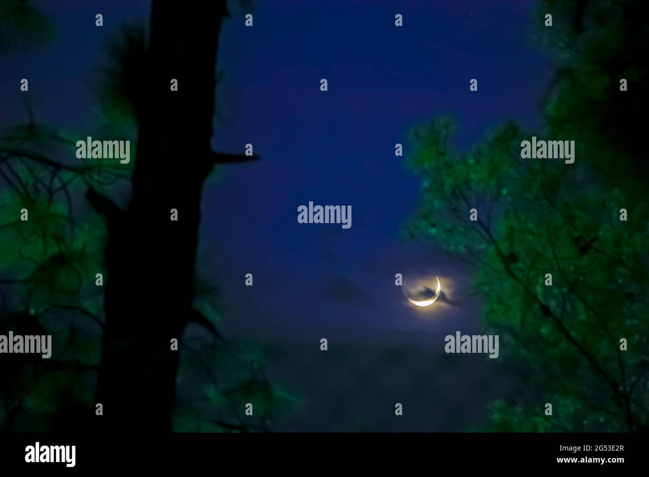 Magnifique croissant dans une nuit bleue Banque D'Images