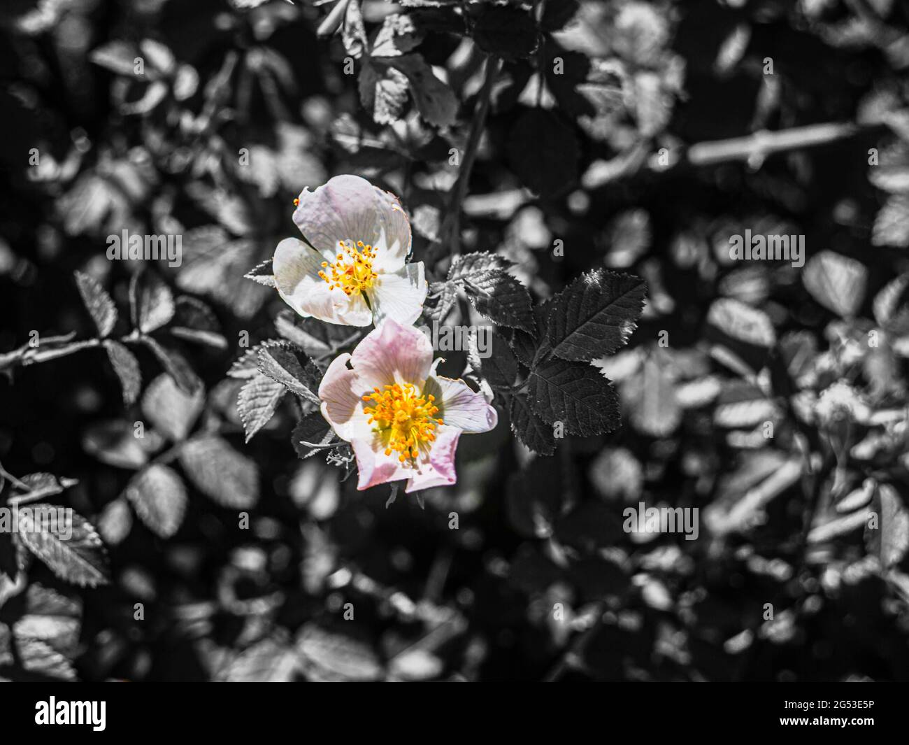 Fleur blanche et jaune sur fond noir et blanc Banque D'Images Fleur blanche et jaune sur fond noir et blanc Banque D'Images