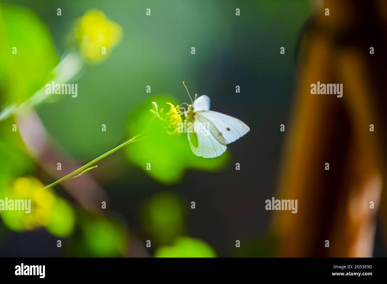 Un beau papillon blanc sur une fleur jaune avec un fond vert flou naturel Banque D'Images Un beau papillon blanc sur une fleur jaune avec un fond vert flou naturel Banque D'Images