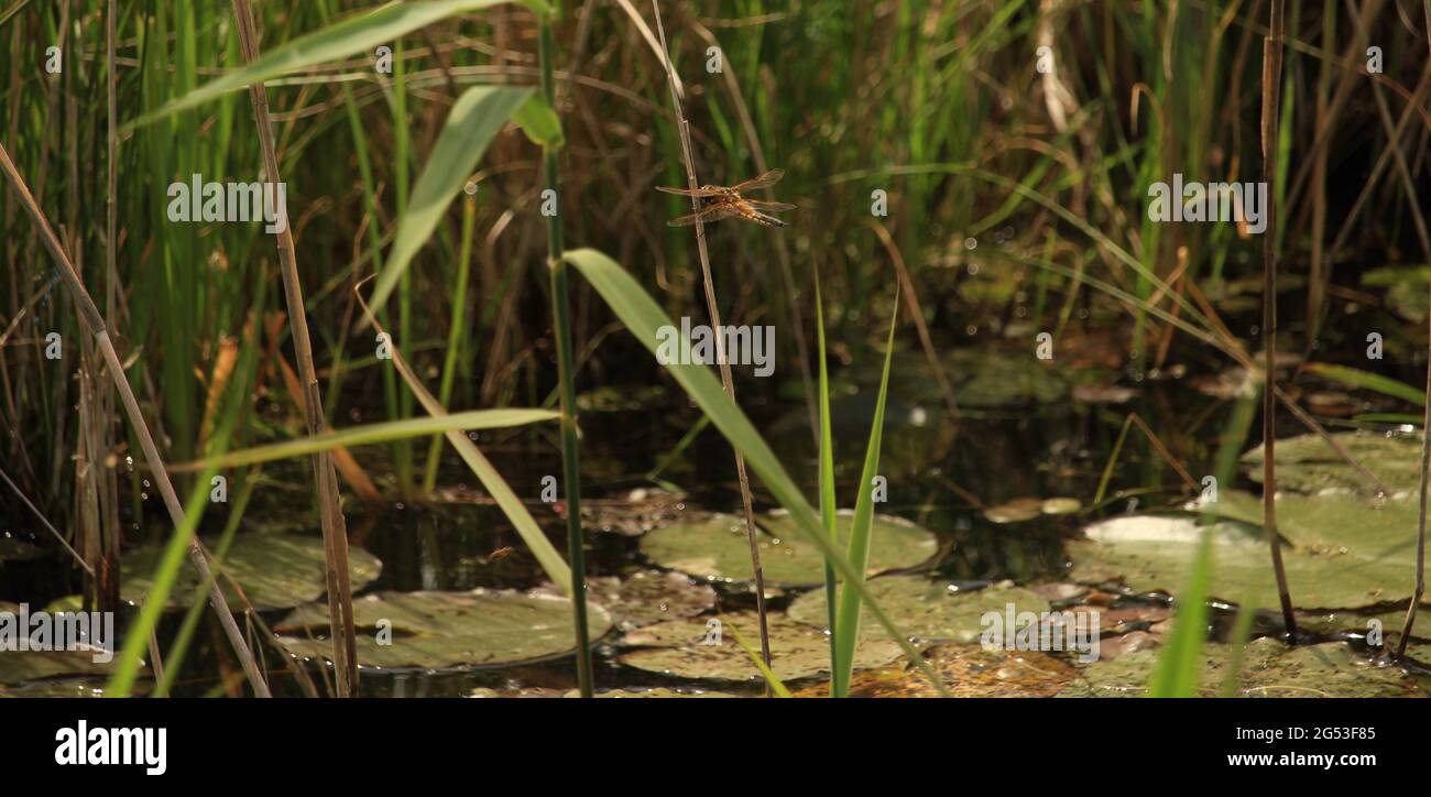 Vue d'une libellule de Norfolk Hawker survolant la rivière à RSPB Strumpshaw Fen, Noirfolk, Grande-Bretagne Banque D'Images