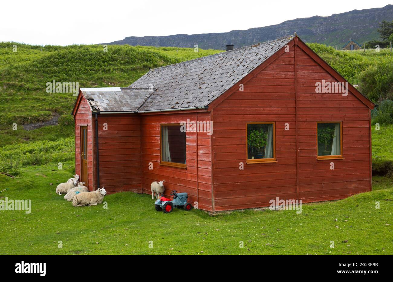 Moutons à la porte d'un chalet sur Eigg, Highlands, Écosse Banque D'Images