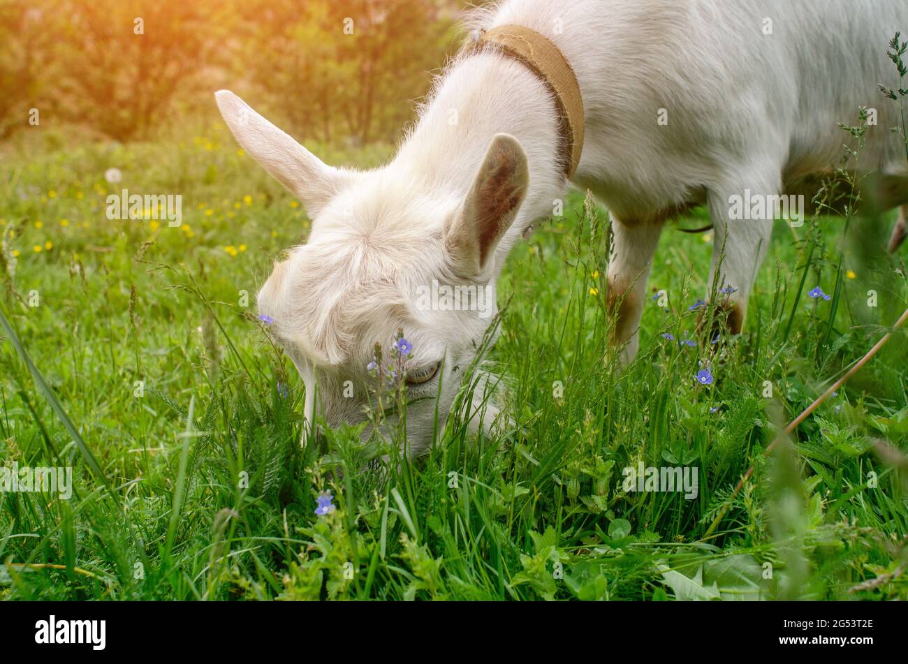 Portrait de chèvre blanc pâturage sur pâturage. Agriculture lait ...