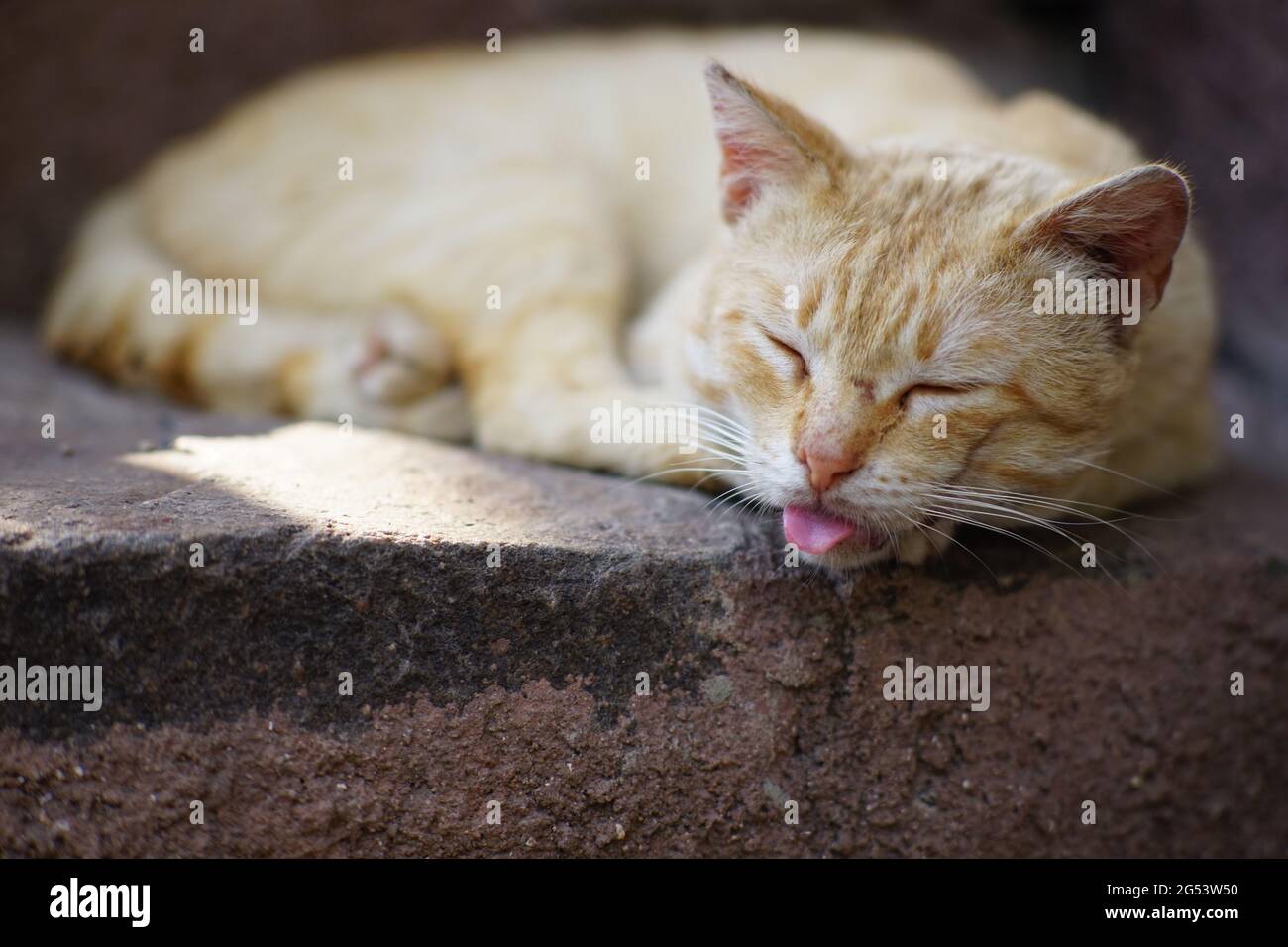 Drole De Chat De Gingembre Dort Avec Sa Langue Dehors Photo Stock Alamy