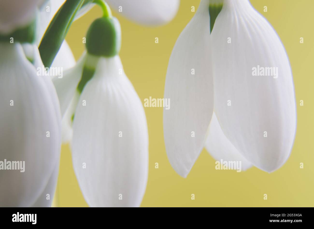 Superbes fleurs de gouttes de neige en gros plan sur fond jaune. Banque D'Images