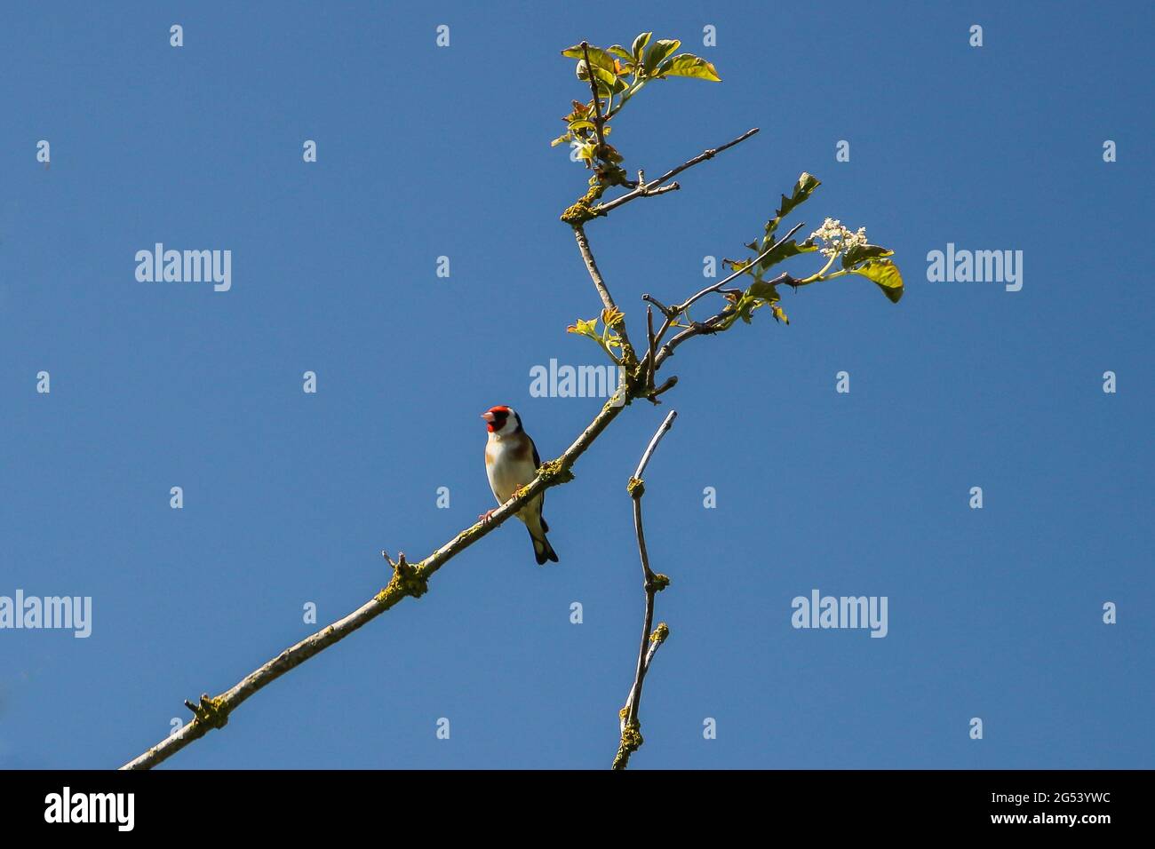 Un égolffinch perché sur une petite branche au soleil d'été. Banque D'Images