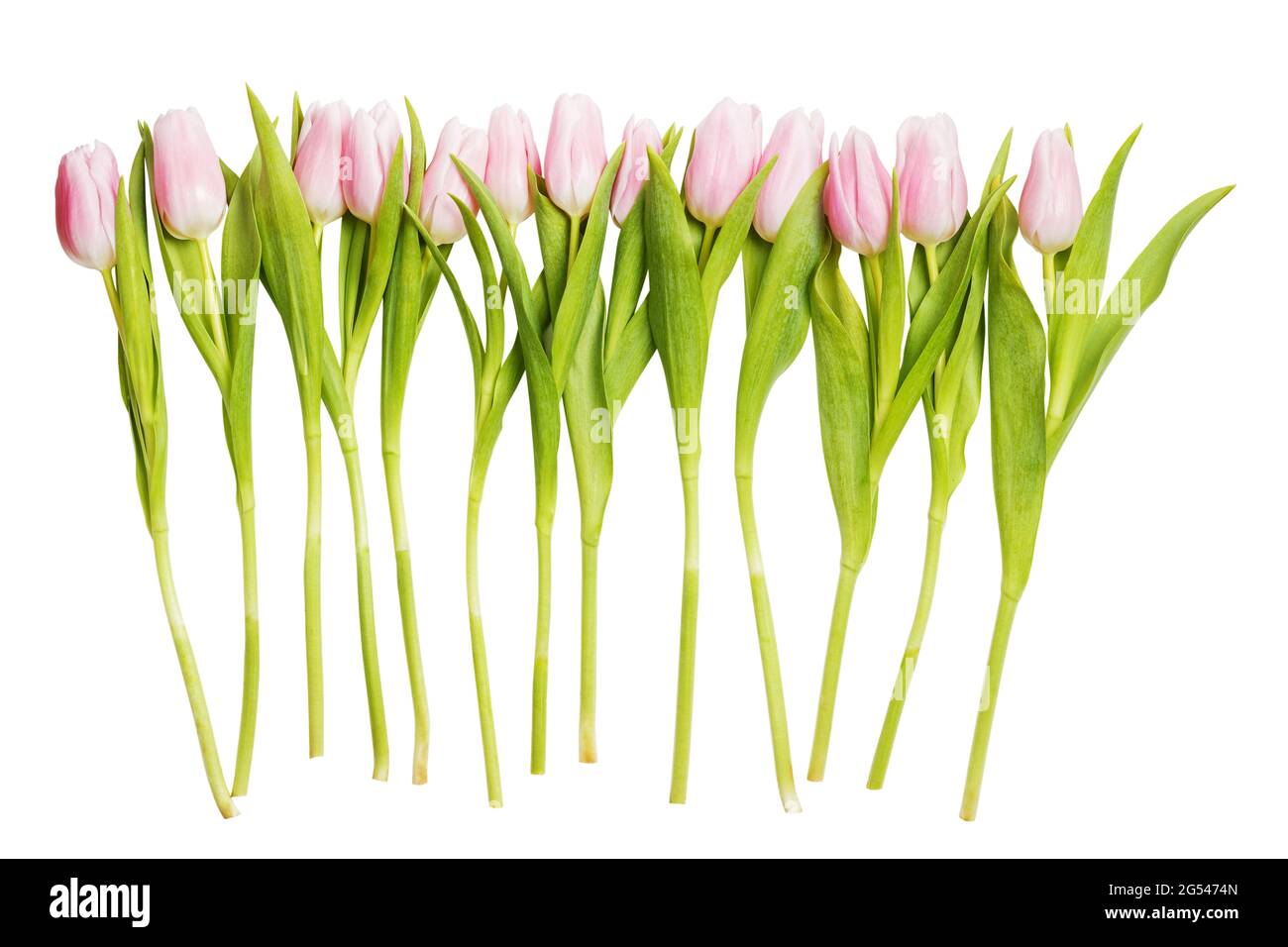 Rangée de tulipes rose tendre. Isolé sur blanc. Banque D'Images