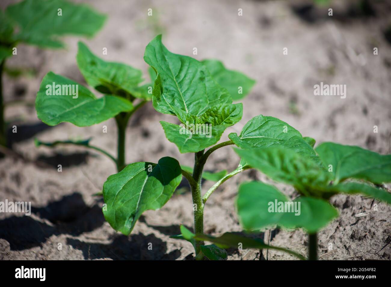 Tournesol dans le jardin. Les semis poussent dans le sol dans un potager UNE rangée de semis. Agriculture, Eco Farm. Banque D'Images