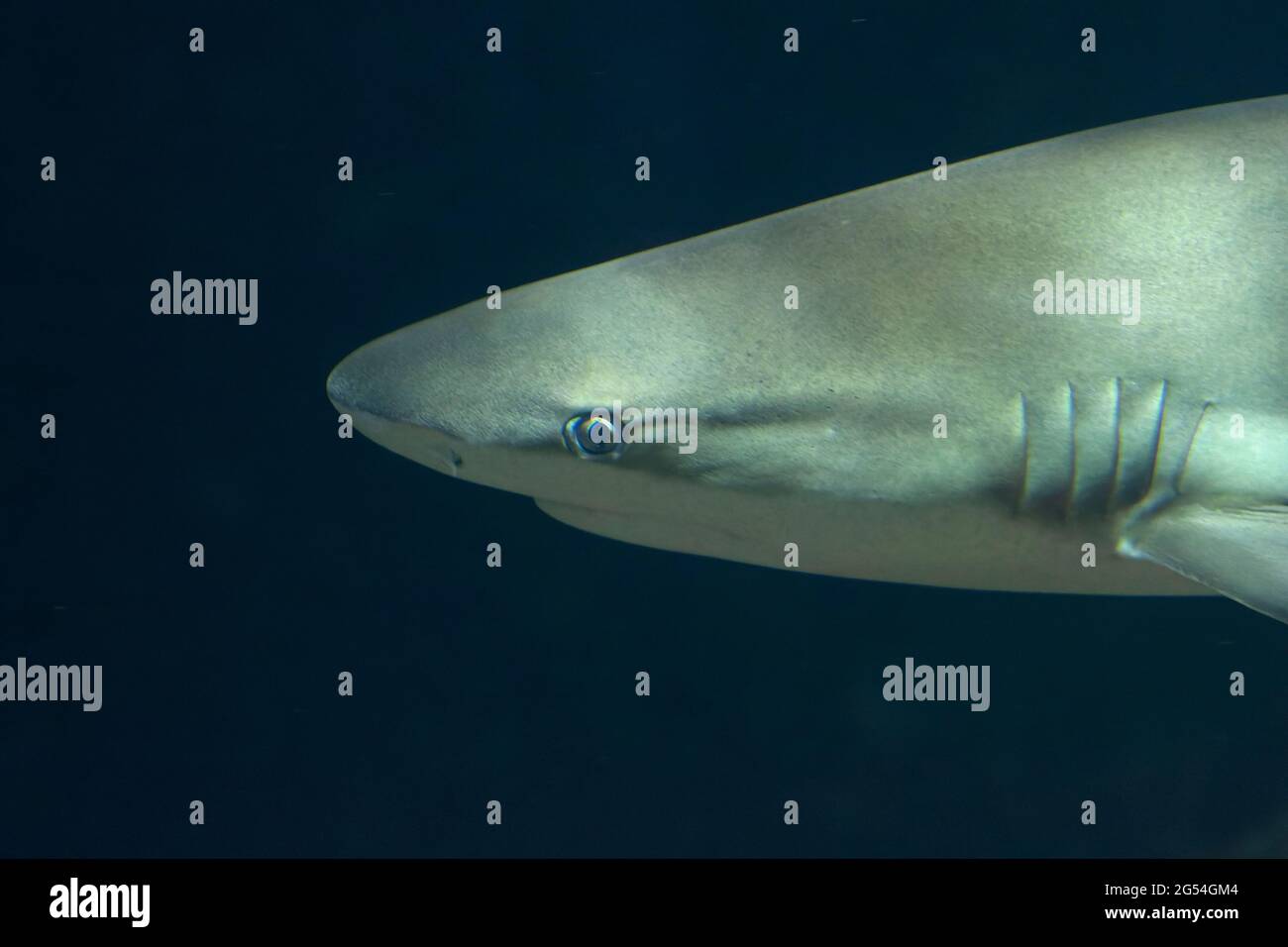 Requin Lamna en vue sous l'eau Banque D'Images