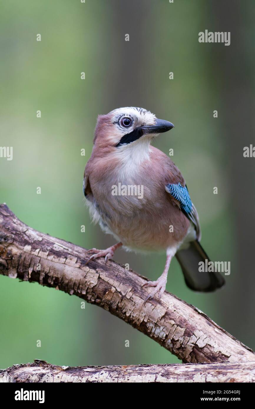 Européen Jay Garrulus glandarius assis sur une branche Banque D'Images