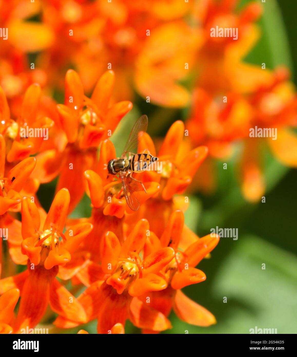 Gros plan d'un syrphide noir et orange (survoler) survole l'herbe papillon (Asclepias). Banque D'Images