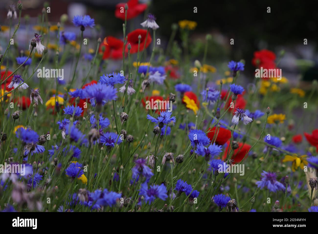 Fleurs de maïs soucis vus dans une prairie de fleurs sauvages au Royaume-Uni. Banque D'Images