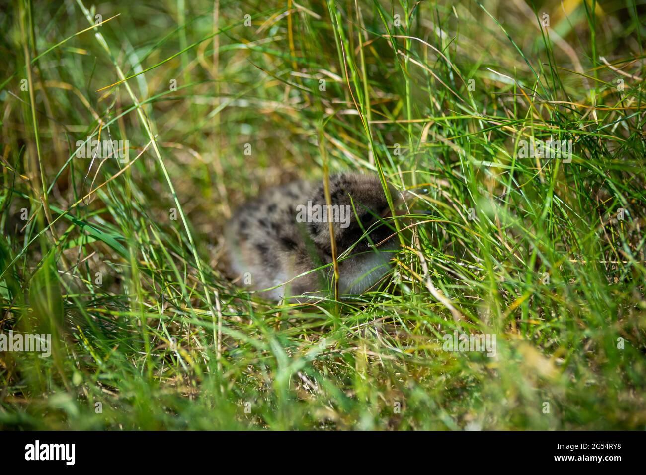 bébé mouette poussette se cachant parmi l'herbe verte Banque D'Images