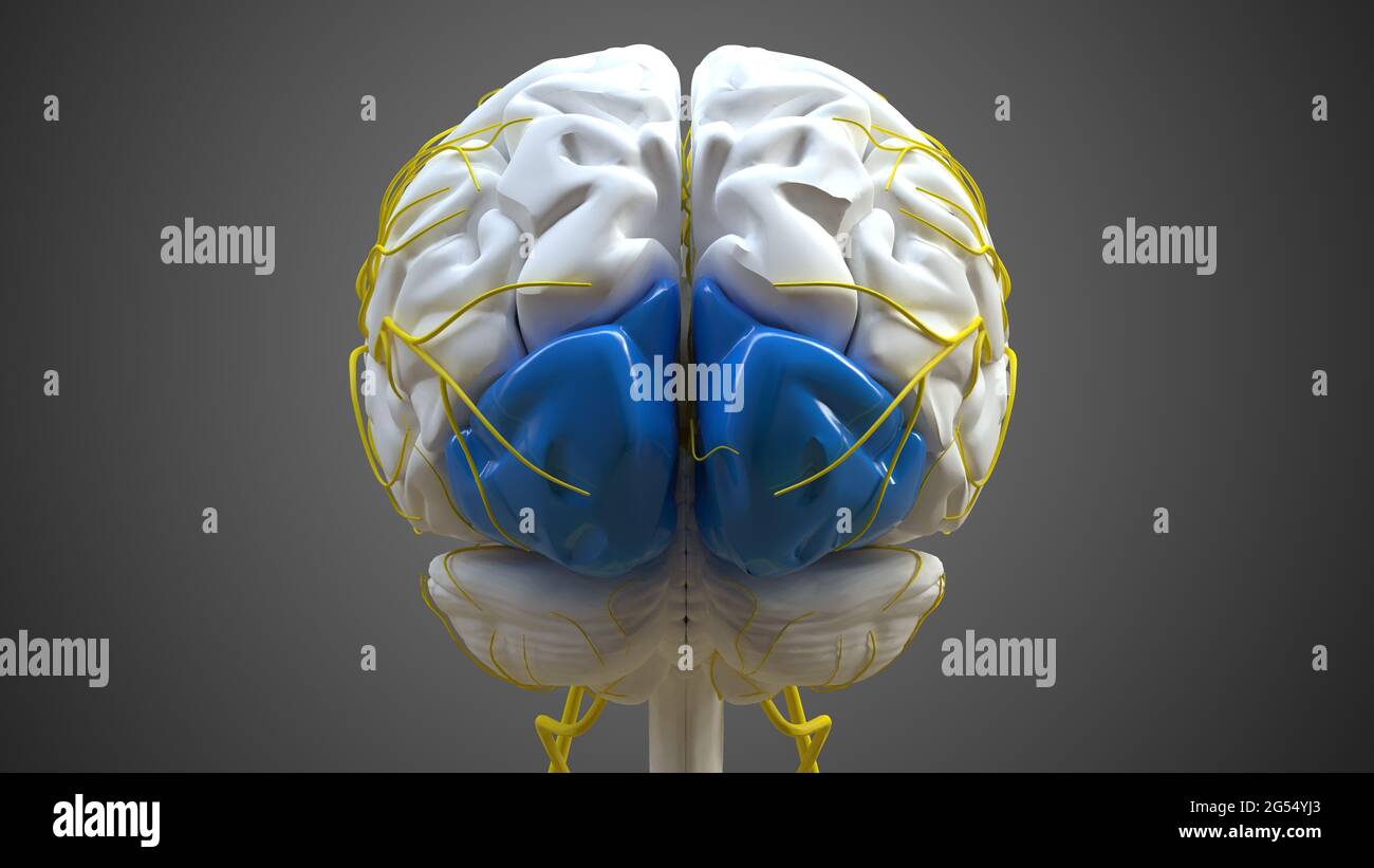 Anatomie du lobe occipital cérébral pour l'illustration 3D du concept médical Banque D'Images