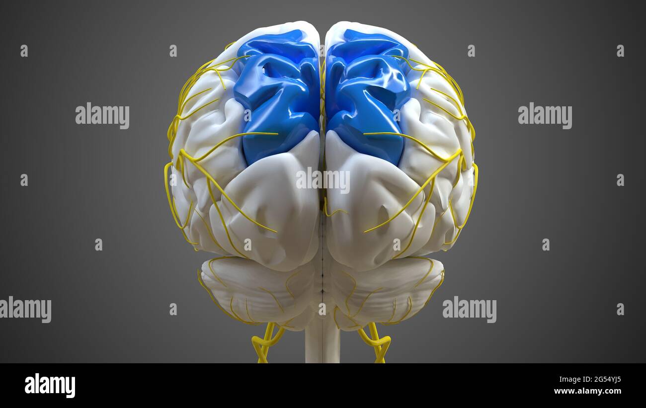 Brain Superior parietal lobule Anatomie pour Medical concept 3D Illustration Banque D'Images