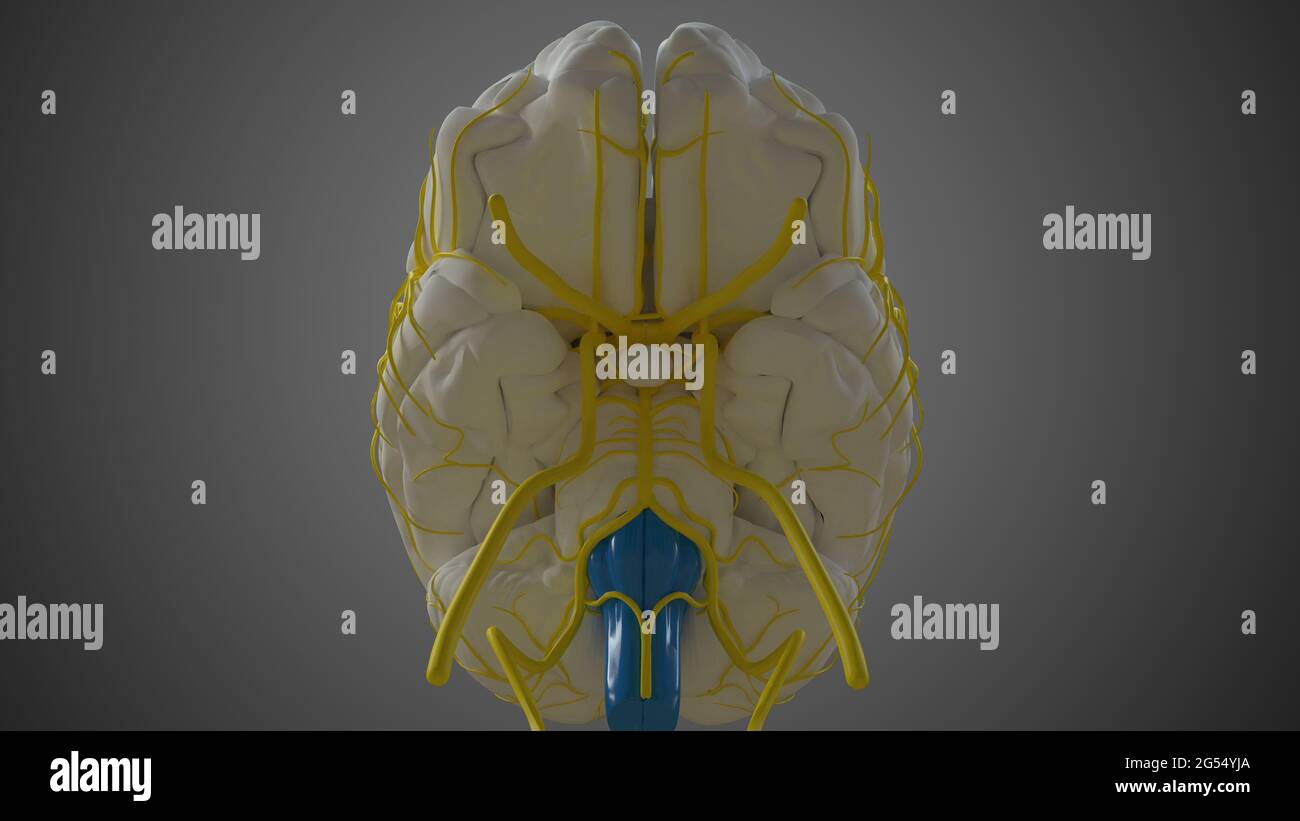 Cerveau medulla oblongata Anatomy for Medical concept 3D Illustration Banque D'Images