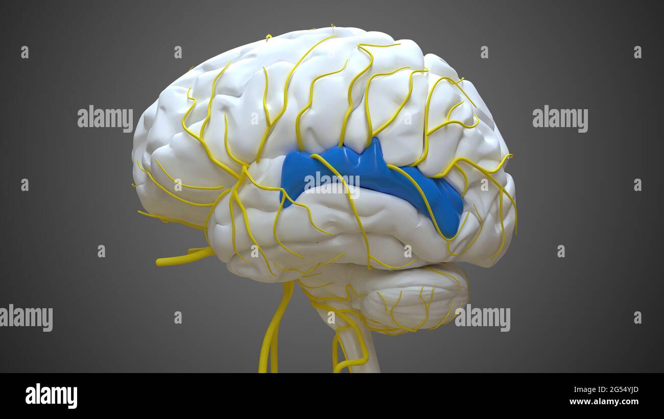 Cerveau partie postérieure du gyrus temporal supérieur droit Anatomie pour Illustration 3D du concept médical Banque D'Images