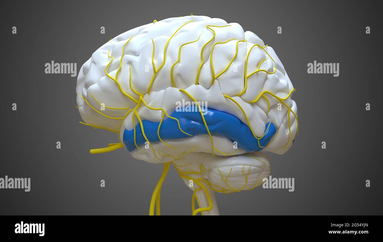 Cerveau Moyen temporal gyrus Anatomy for Medical concept 3D Illustration Banque D'Images