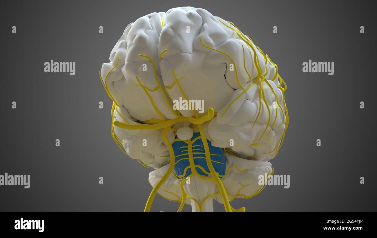 Brain Pons Anatomy for Medical concept 3D Illustration Banque D'Images