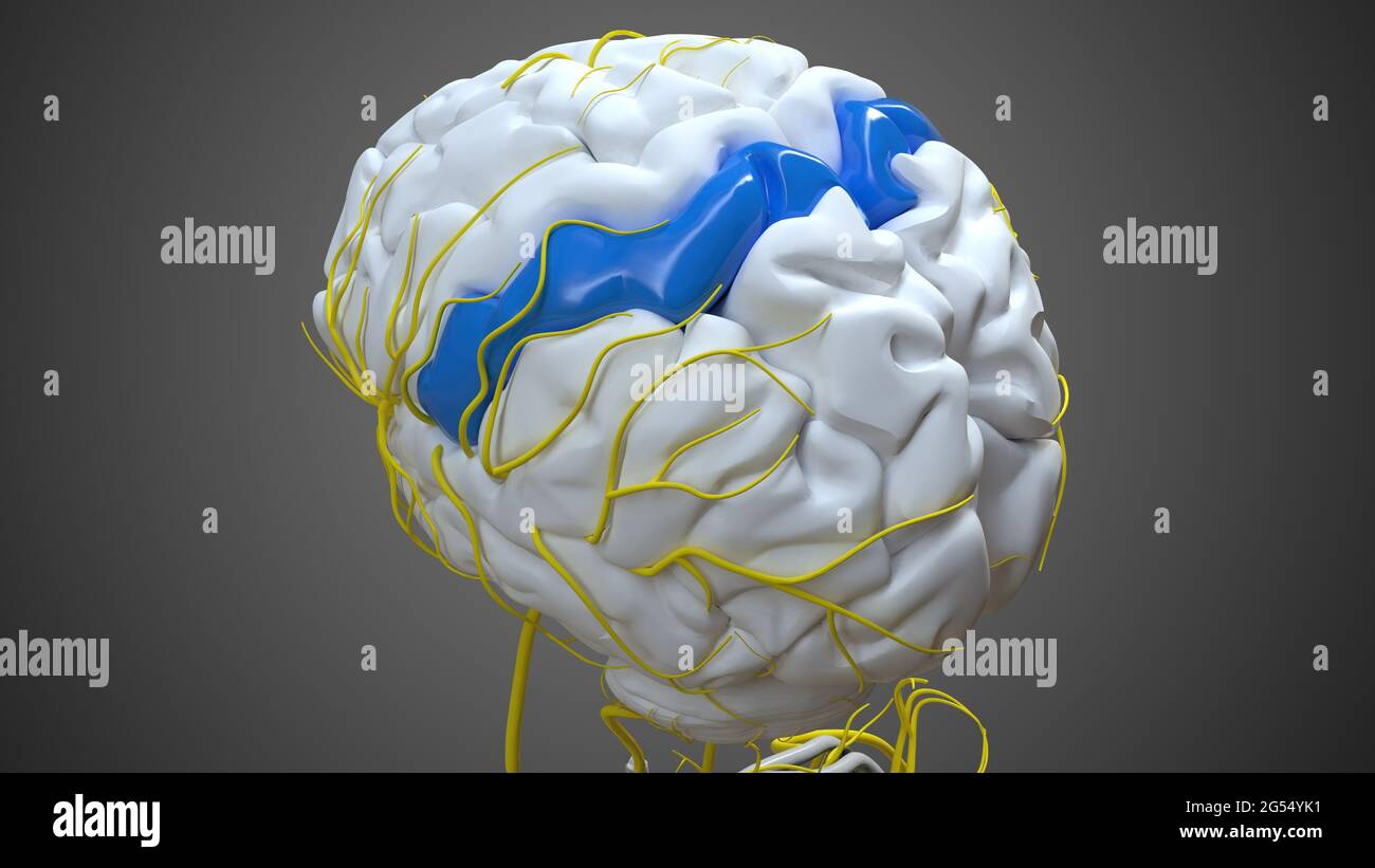 Brain postcentral gyrus Anatomy for Medical concept 3D Illustration Banque D'Images