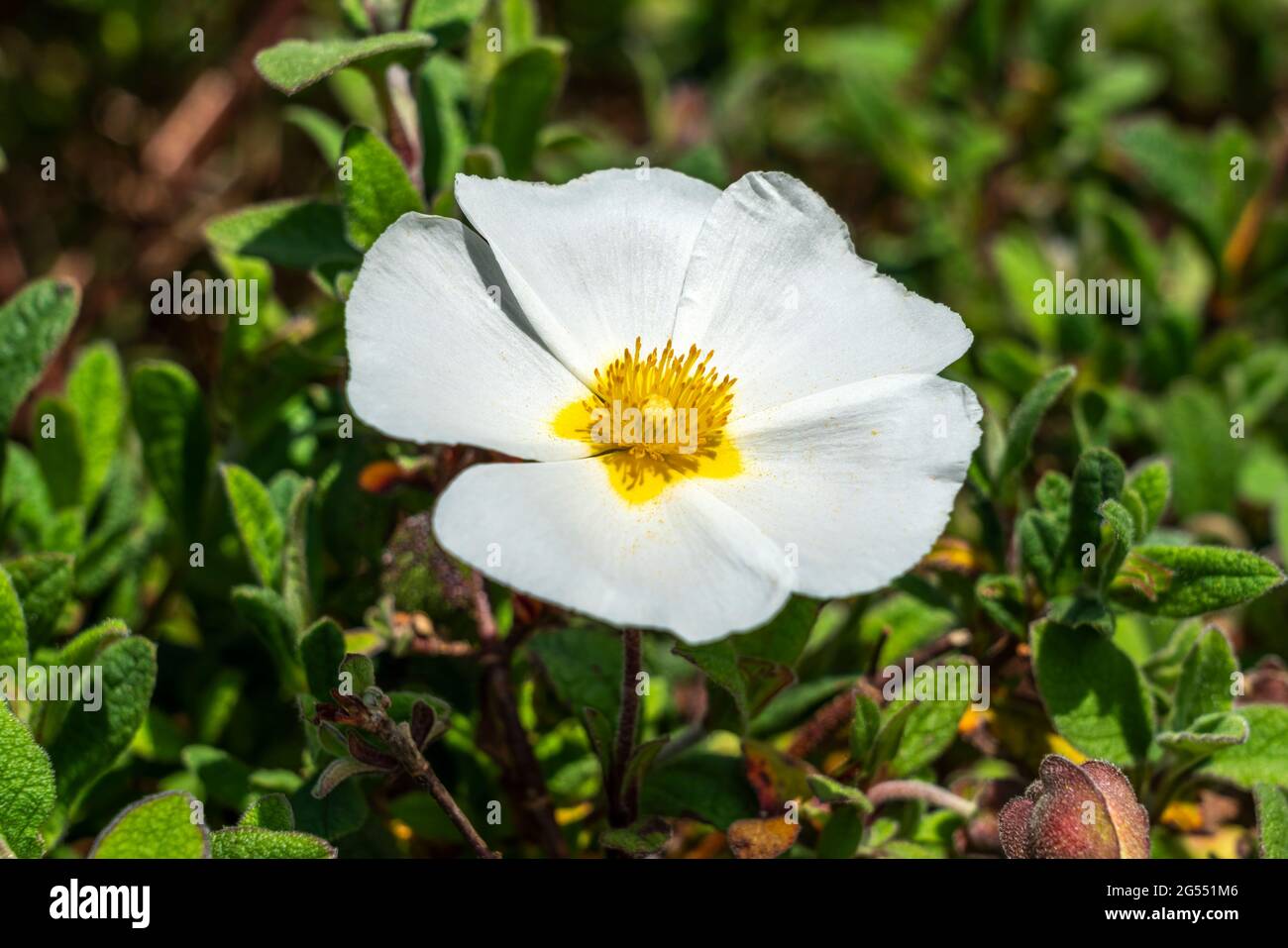 Cistus x corbariensis plante arbustive compacte à fleurs d'été avec une fleur blanche d'été communément connue sous le nom de rose rocheuse, image de stock photo Banque D'Images