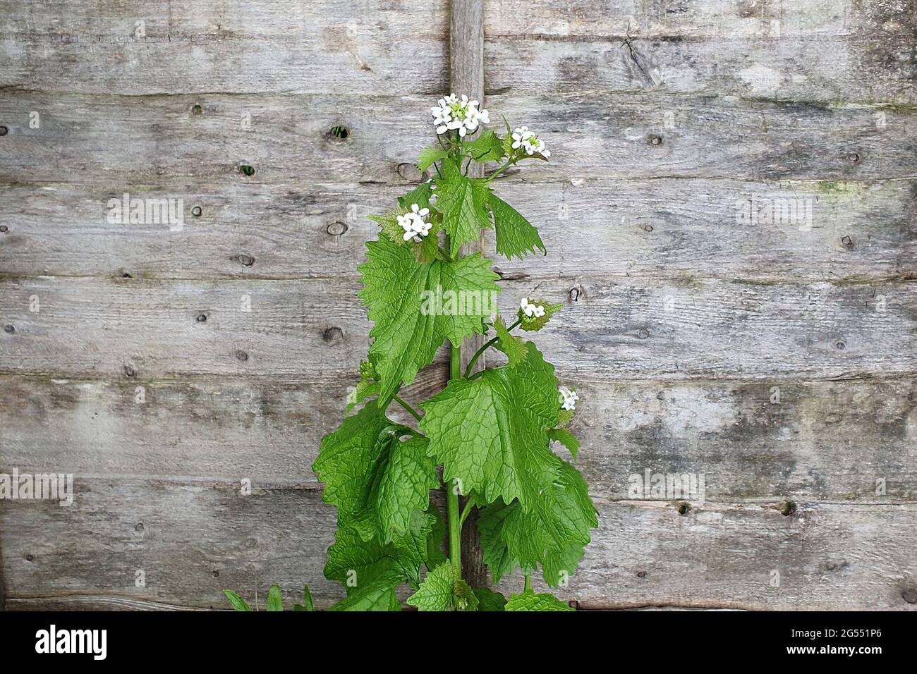 Alliaria petiolata plante d'herbes et d'épices de printemps avec une fleur blanche de printemps qui est communément connue sous le nom de moutarde à l'ail, stock photo ima Banque D'Images