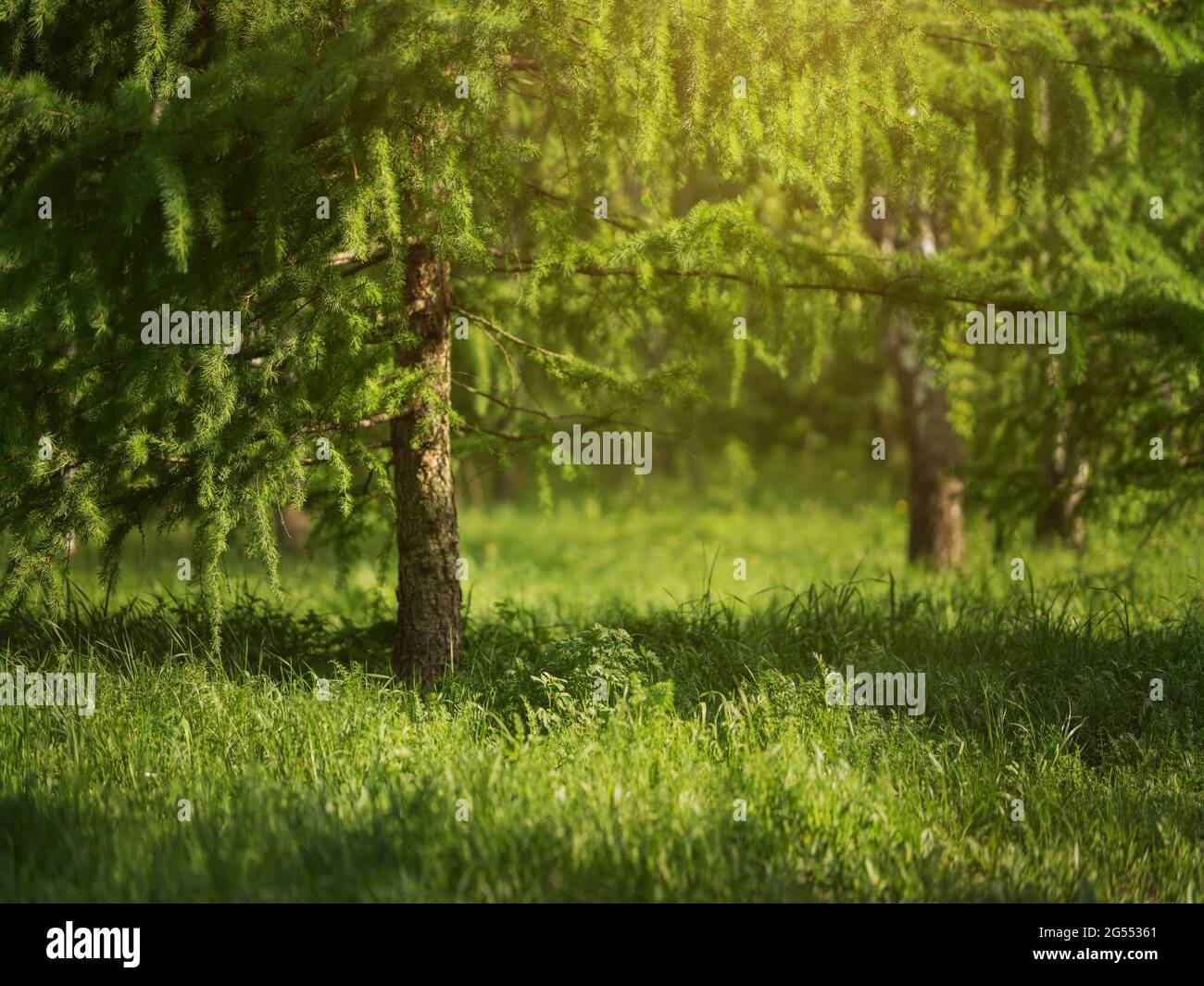 Magnifique parc avec herbe verte. Été chaud Banque D'Images