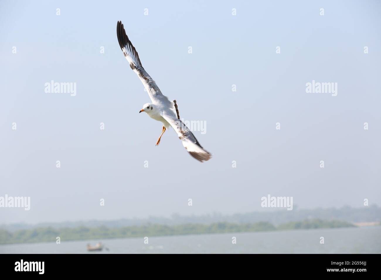 Tête noire volant sur la surface de l'eau. Un troupeau de goélands à tête noire, goélands de mer, volant sur une plage Banque D'Images